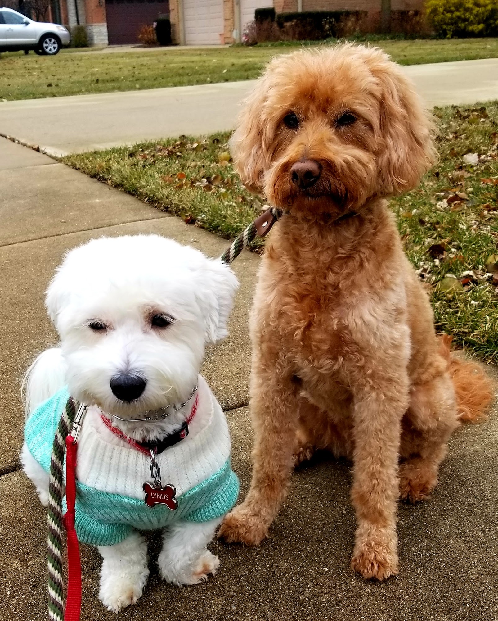 Christy's Canine Care Northbrook