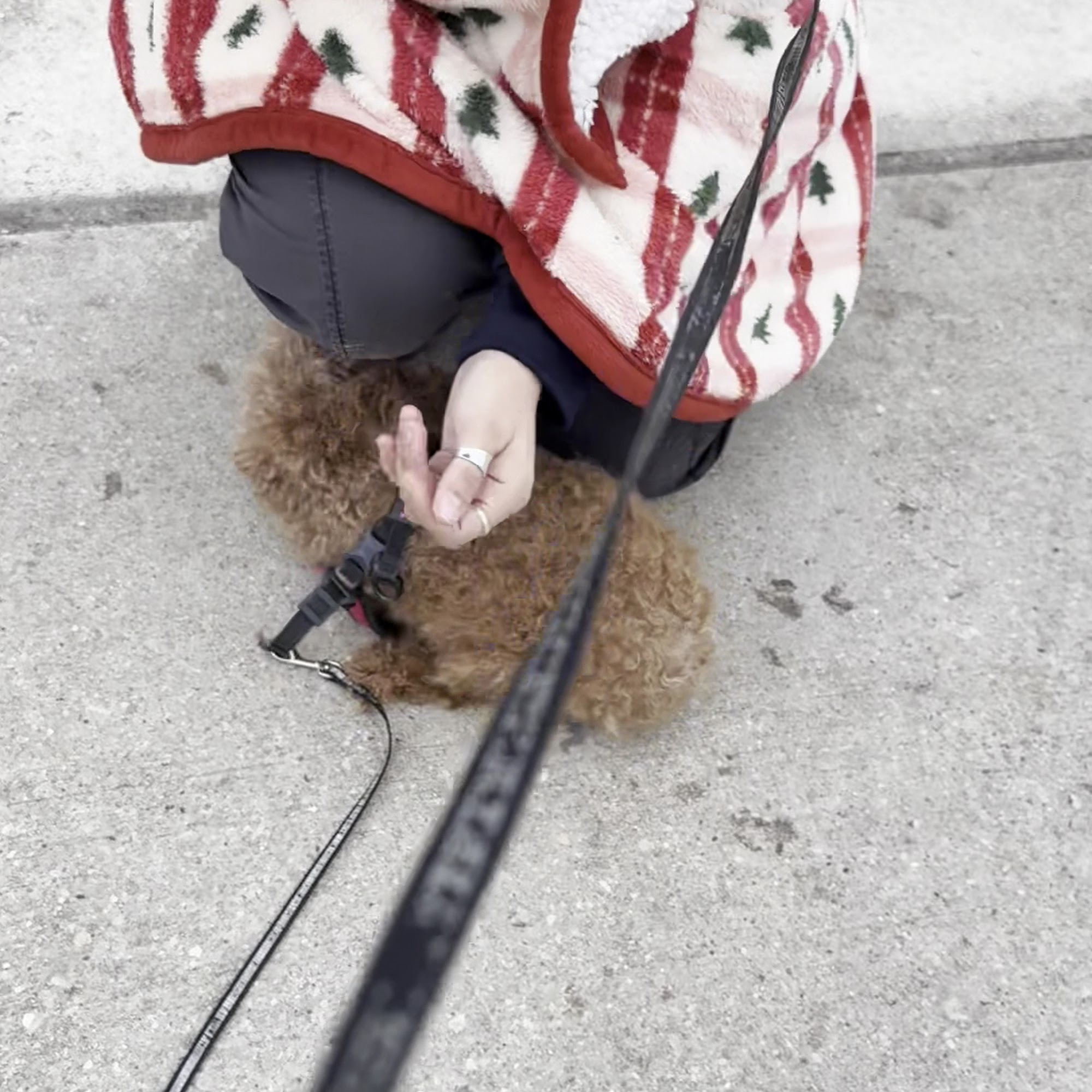 Northlake Animal Hospital Northlake