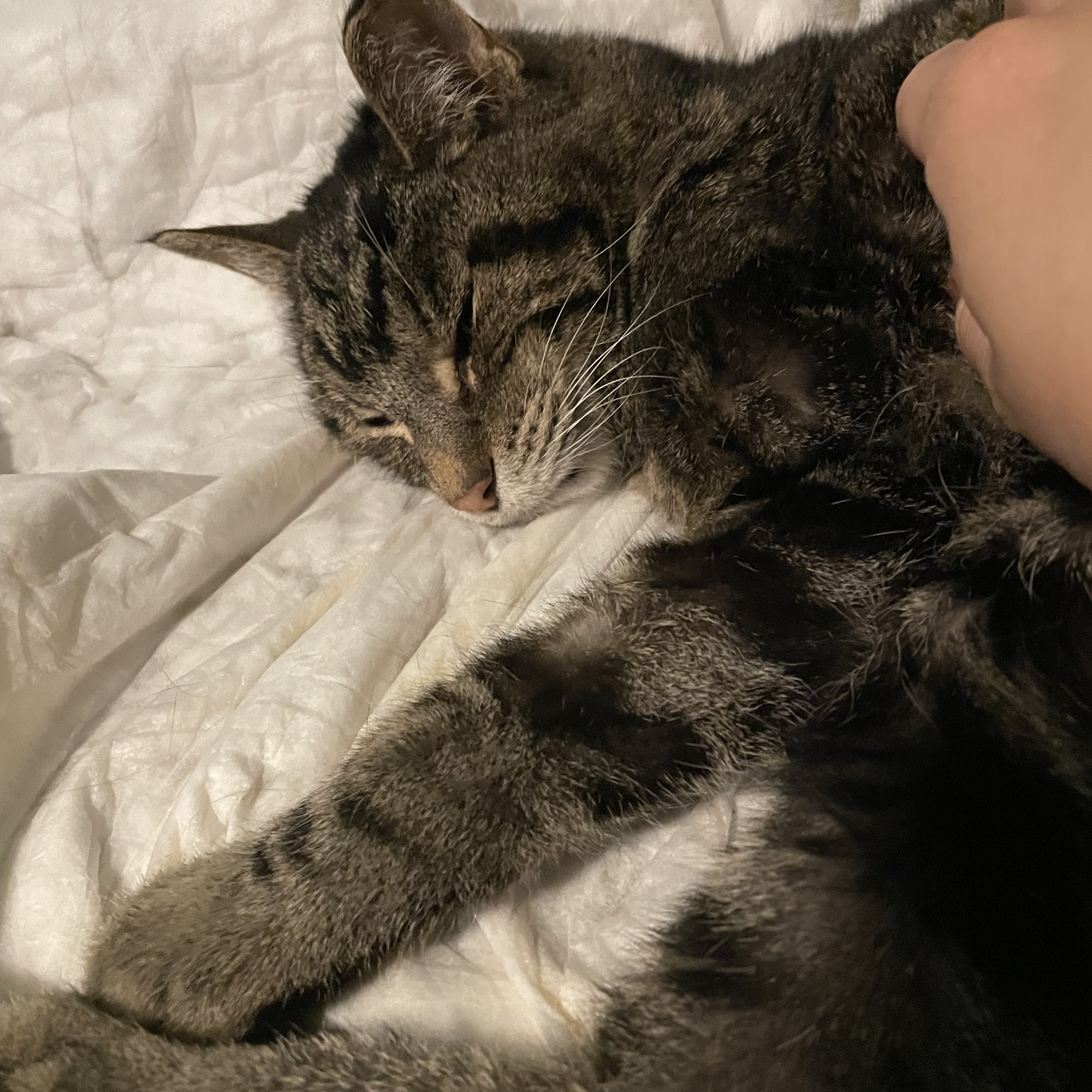 Oak Forest Animal Clinic Oak Forest