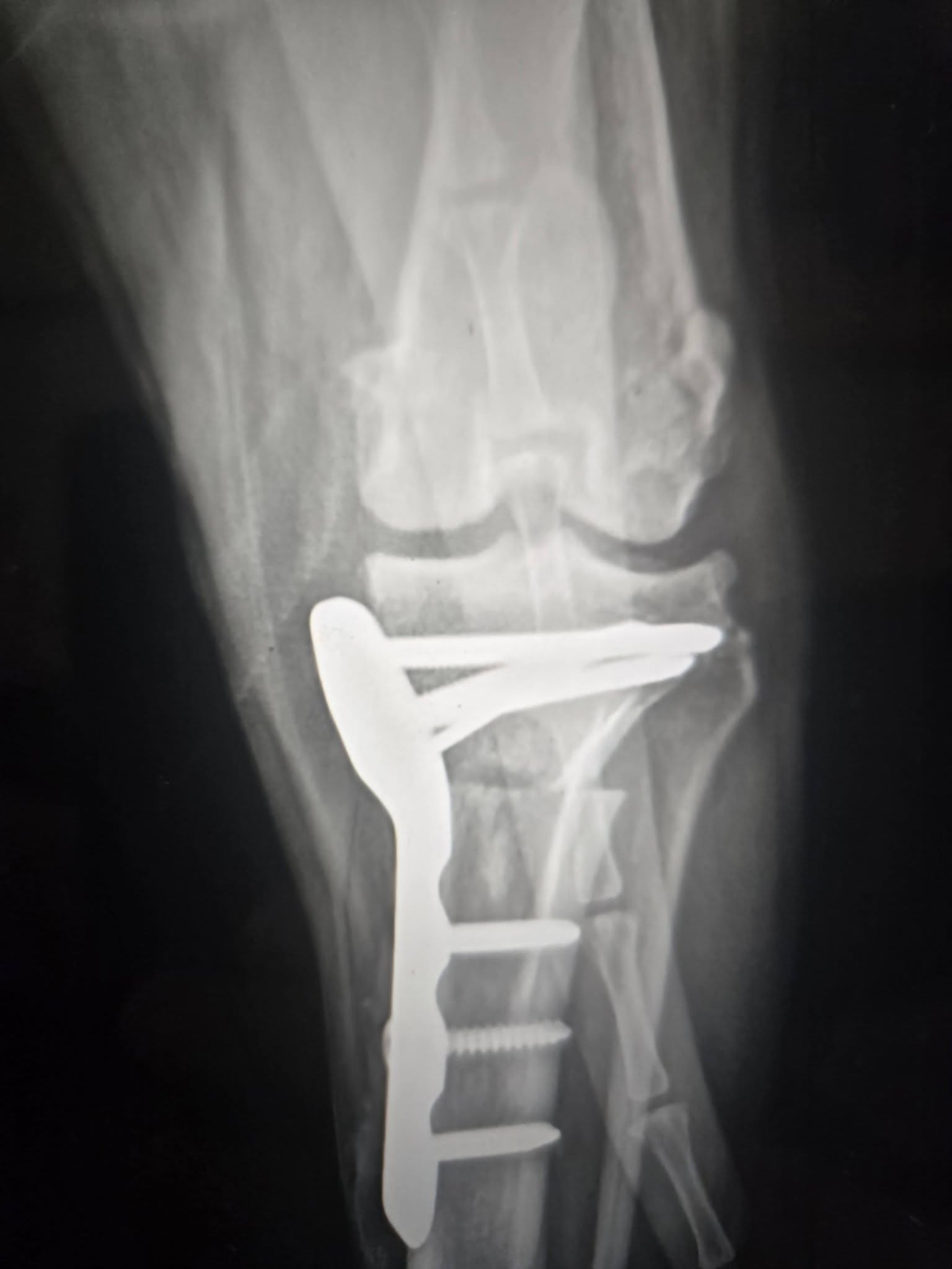 VelVet Surgical Services Oak Lawn