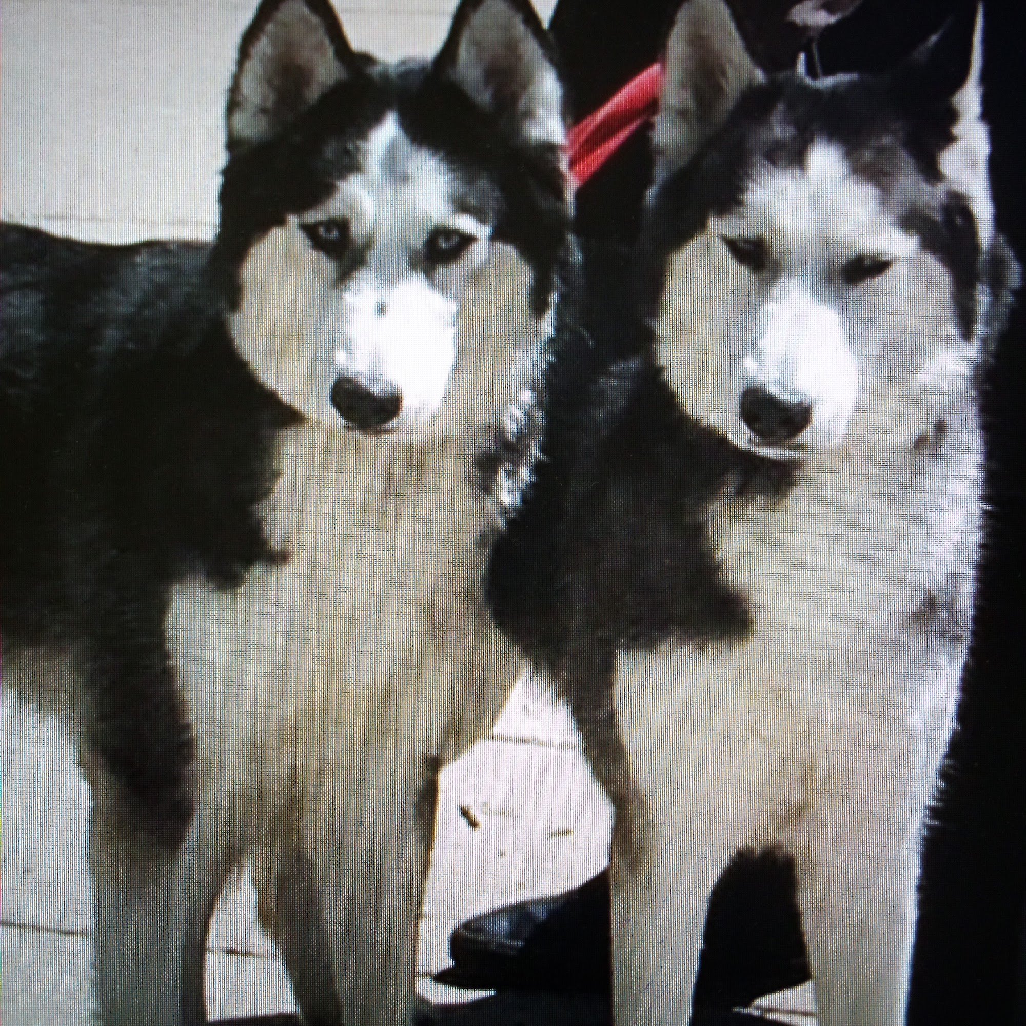 Petco Vaccination Clinic Oak Lawn