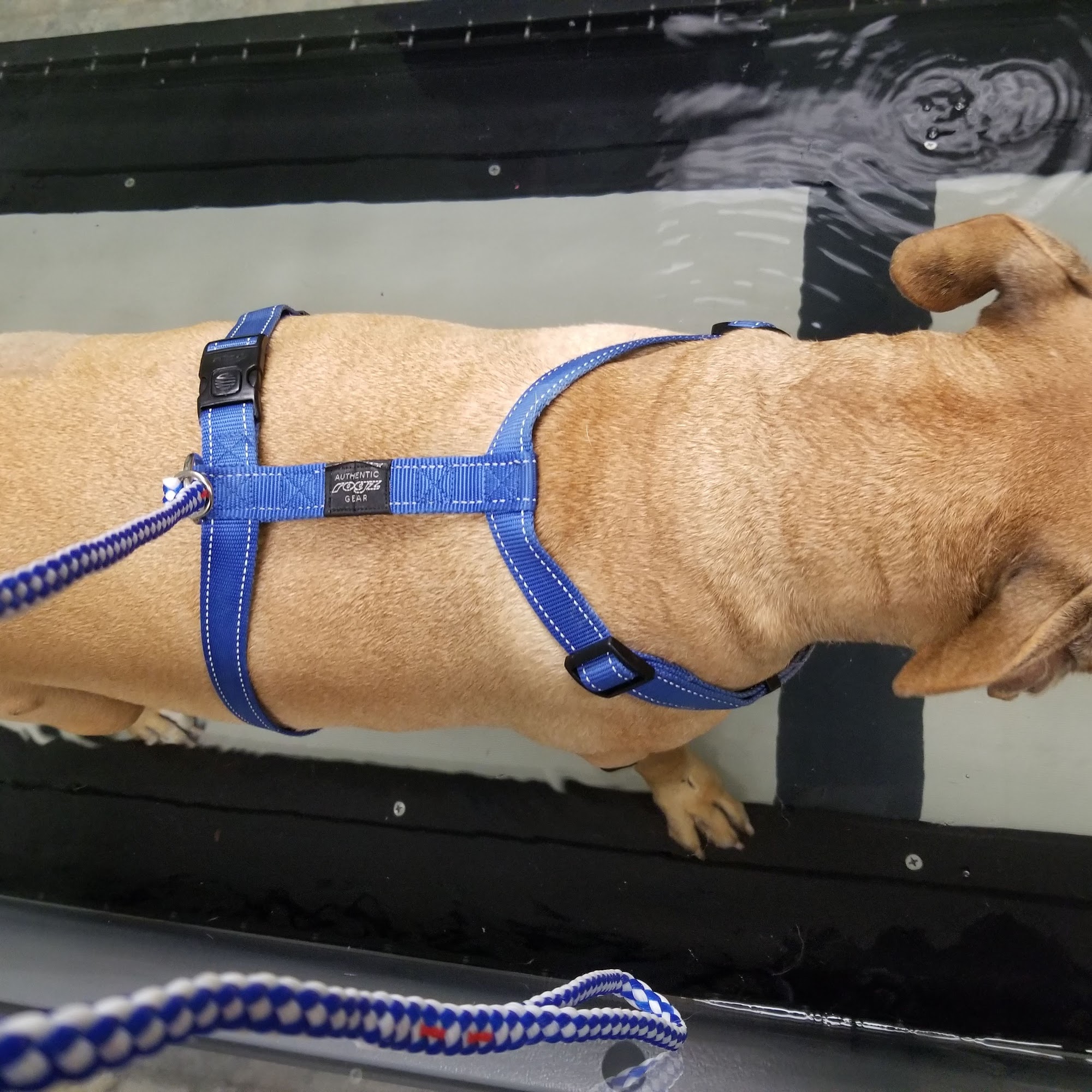 PetVets Animal Hospital Oak Park