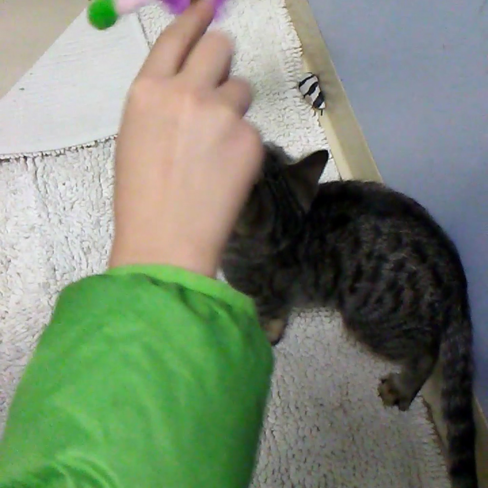 Animal Care League Oak Park