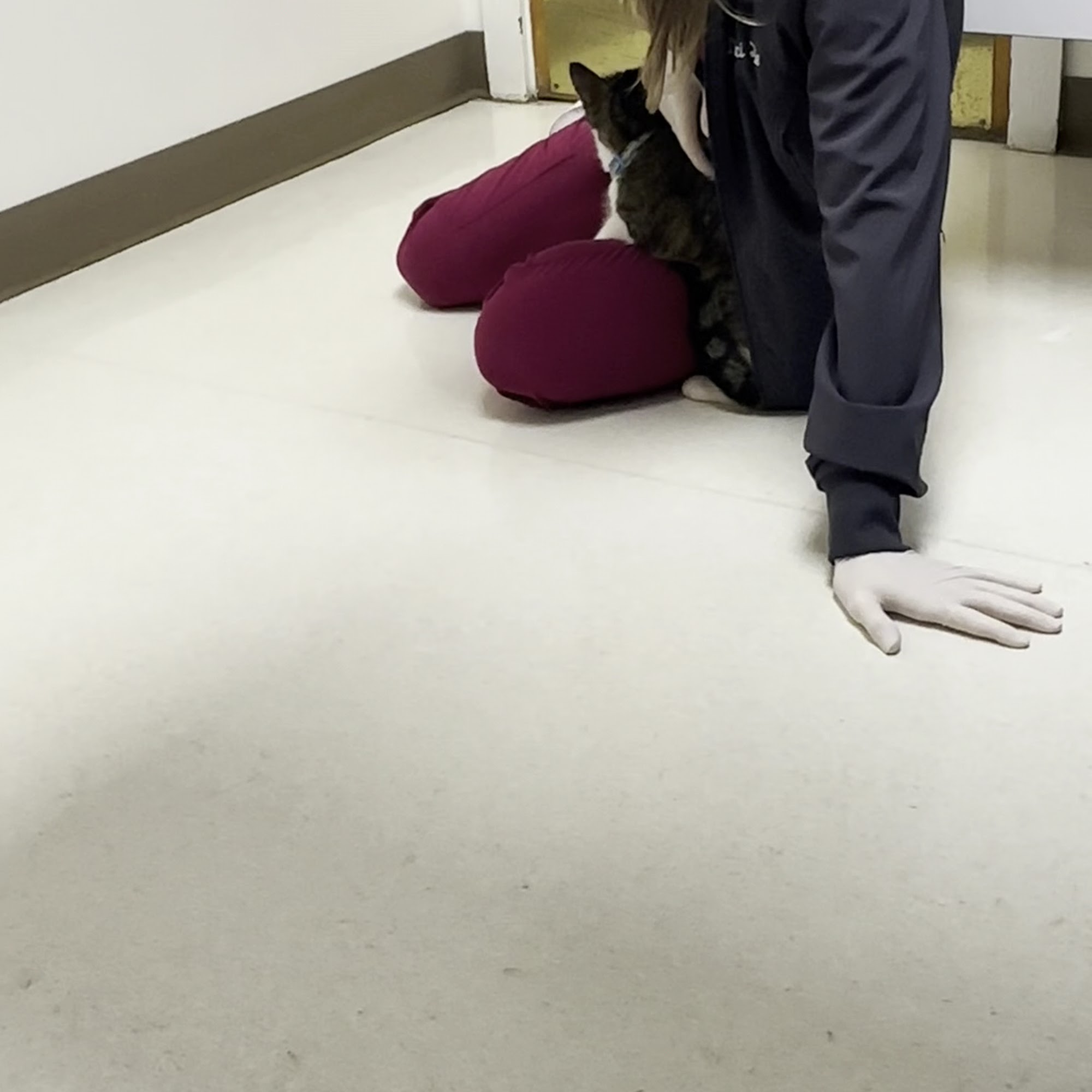 Carlson Animal Hospital, A Thrive Pet Healthcare Partner Oak Park