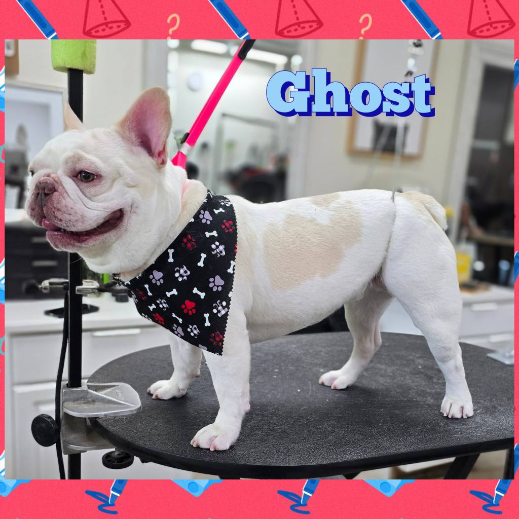 Bubbles and Brushes for Paws Oak Park