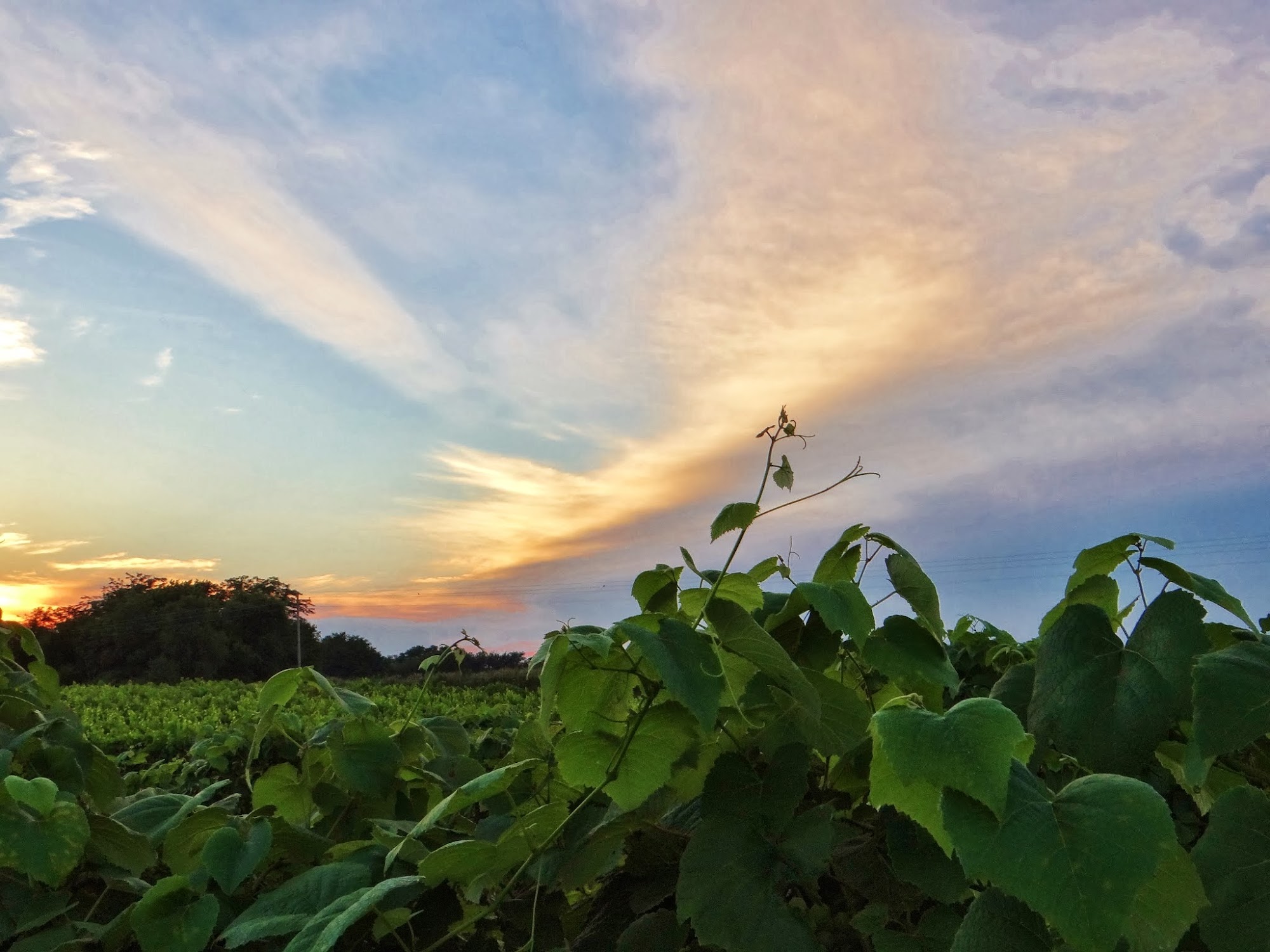 Hill Prairie Winery Menu