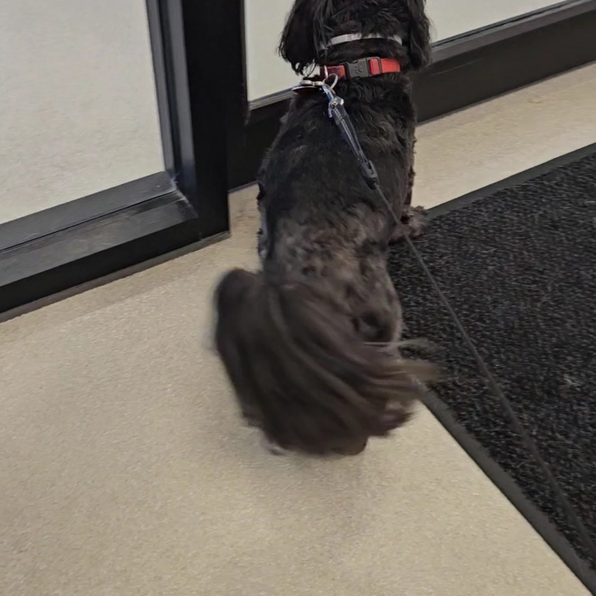 Four Paws Animal Hospital O'Fallon