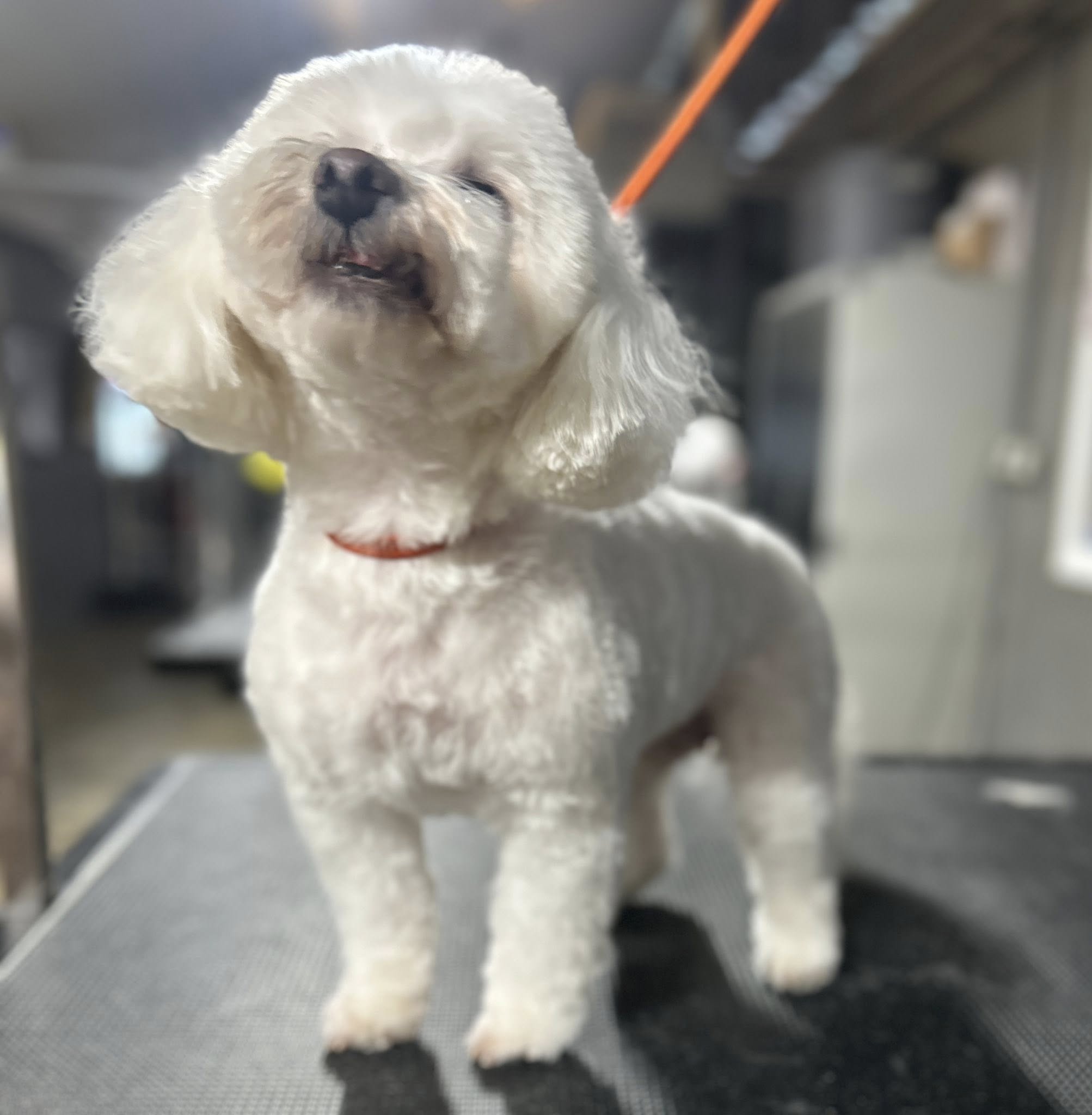 Spencer Kennel O'Fallon