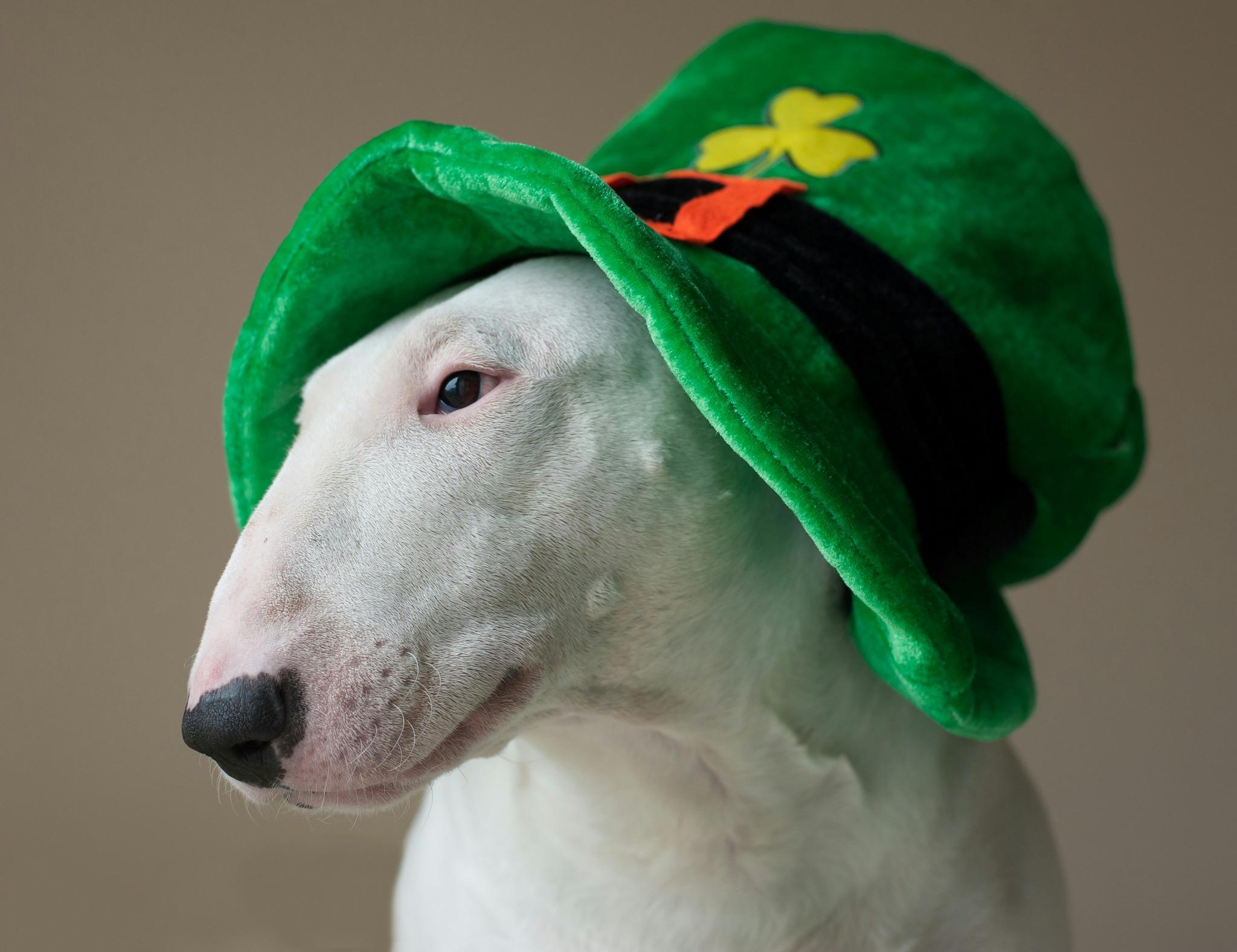Healthy Pets Animal Hospital and Rehabilitation Center O'Fallon