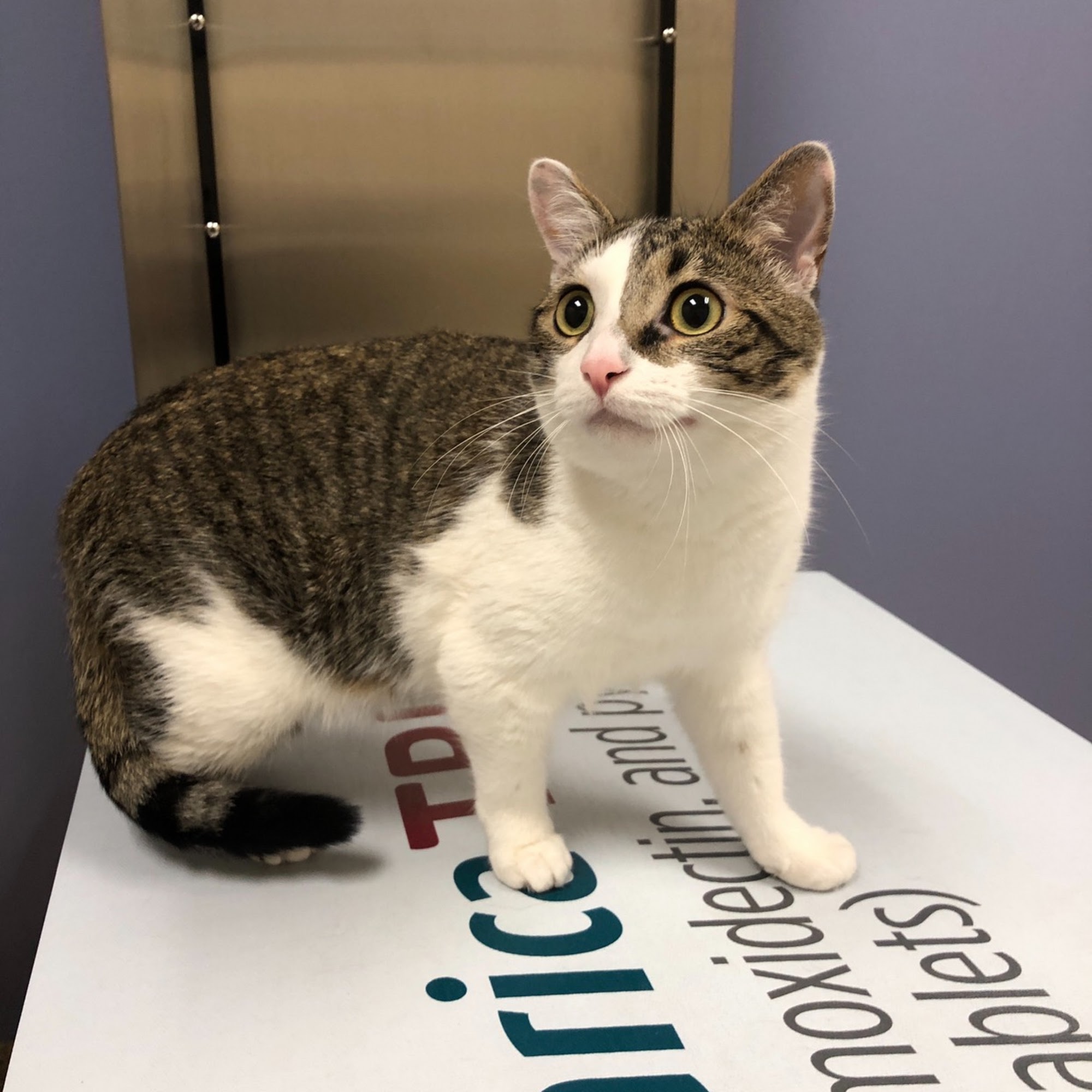 Healthy Pets Animal Hospital and Rehabilitation Center O'Fallon