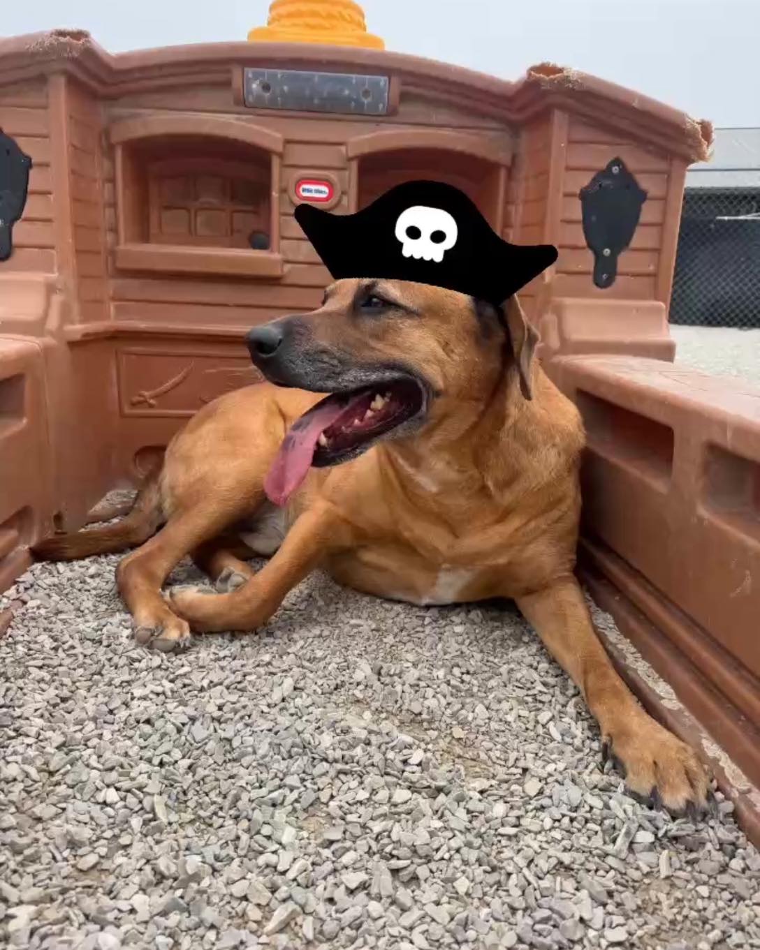 PAWSitive Pet Perfection - Olney Olney