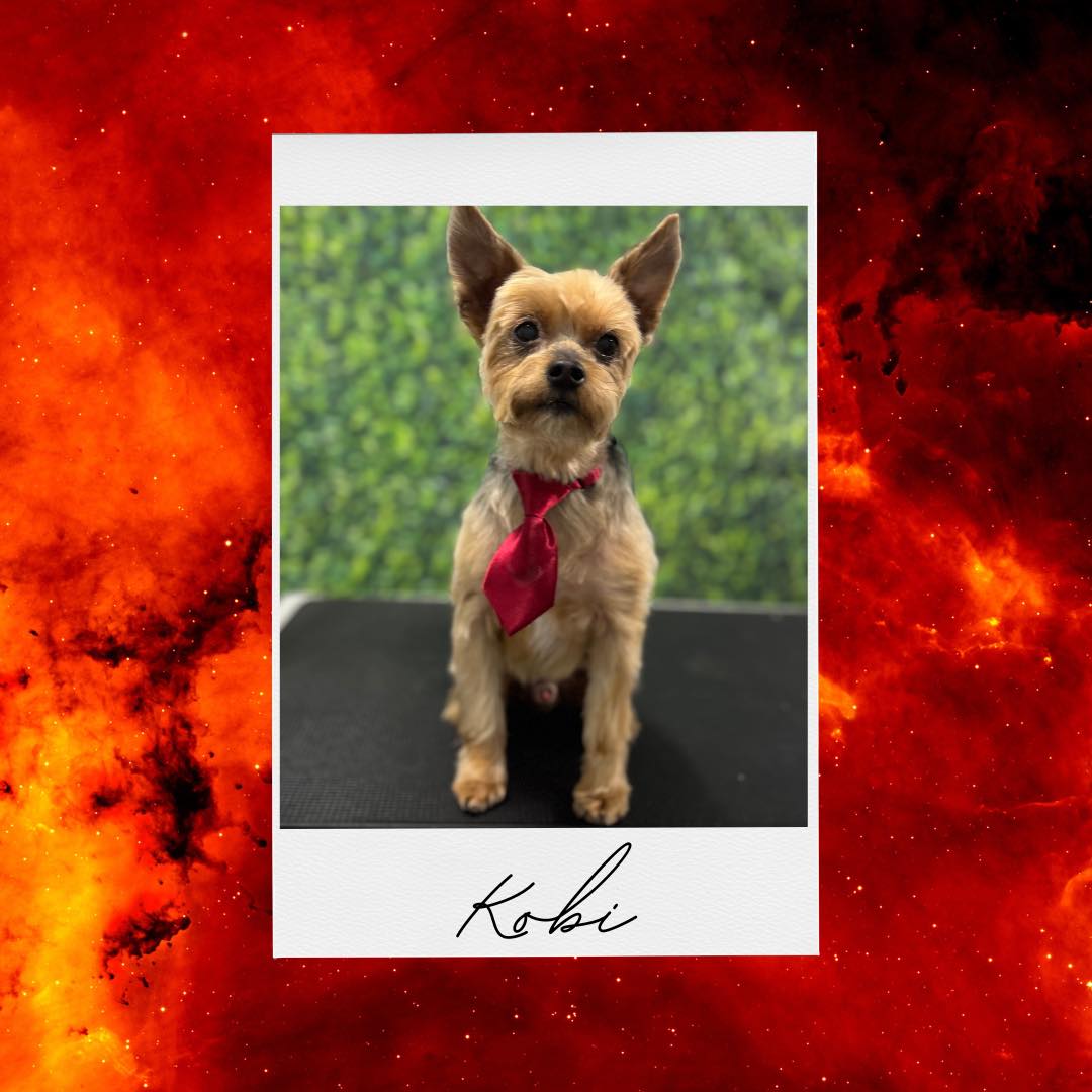 PAWSitive Pet Perfection - Olney Olney