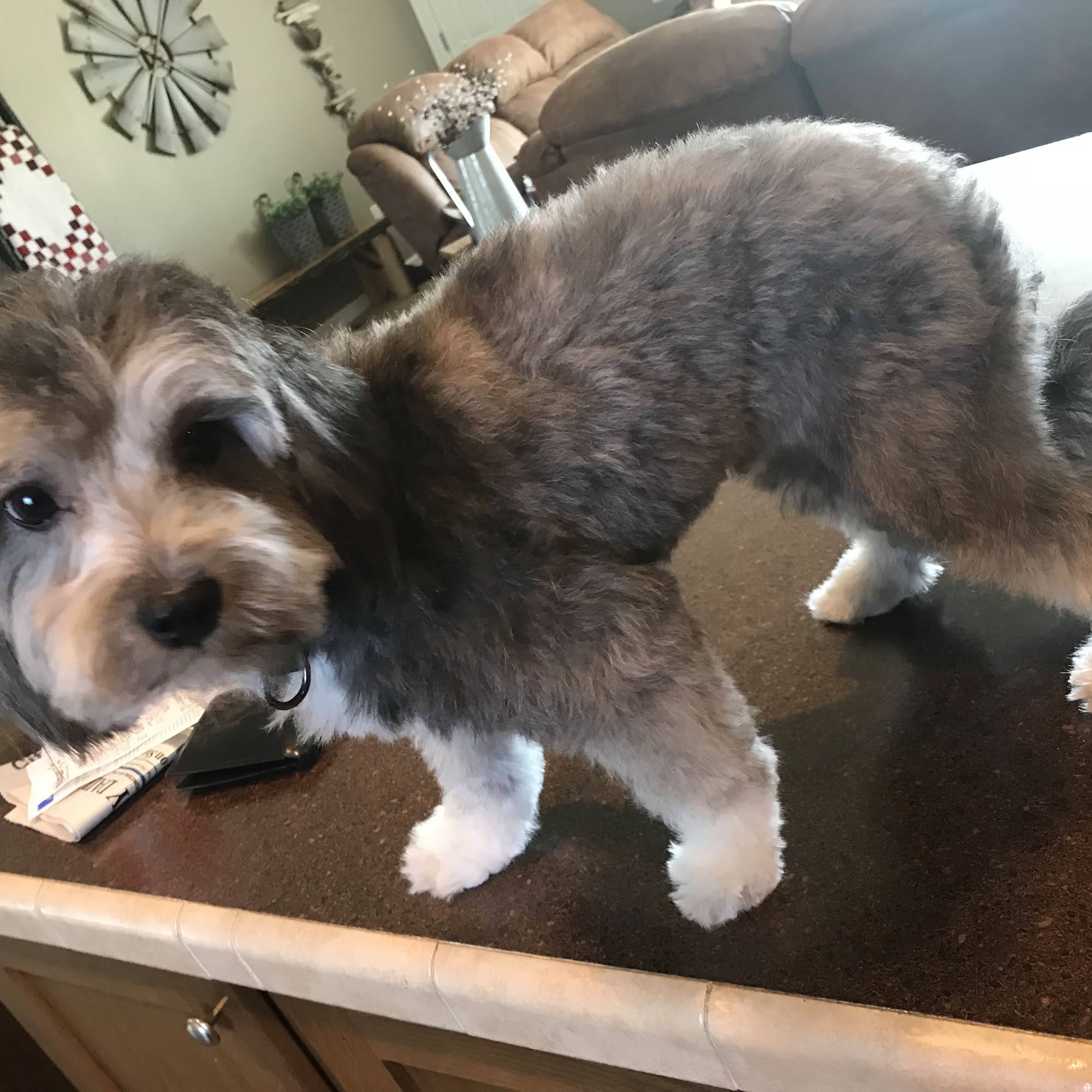 Judy's Doggie Salon Olney