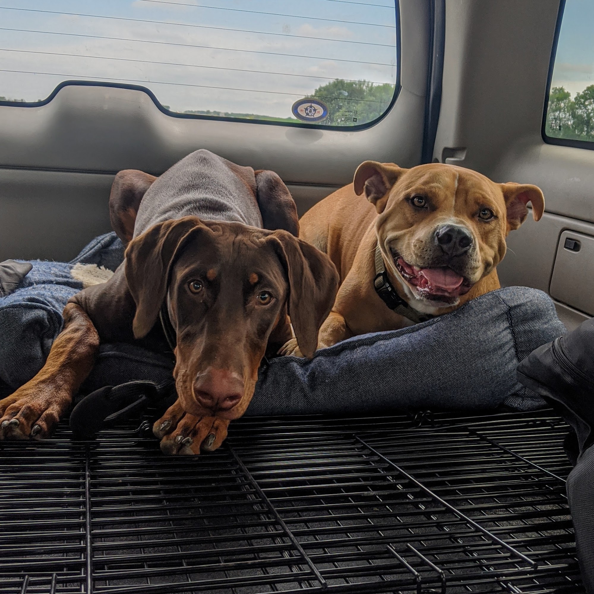 PetsHotel Orland Hills Orland Hills