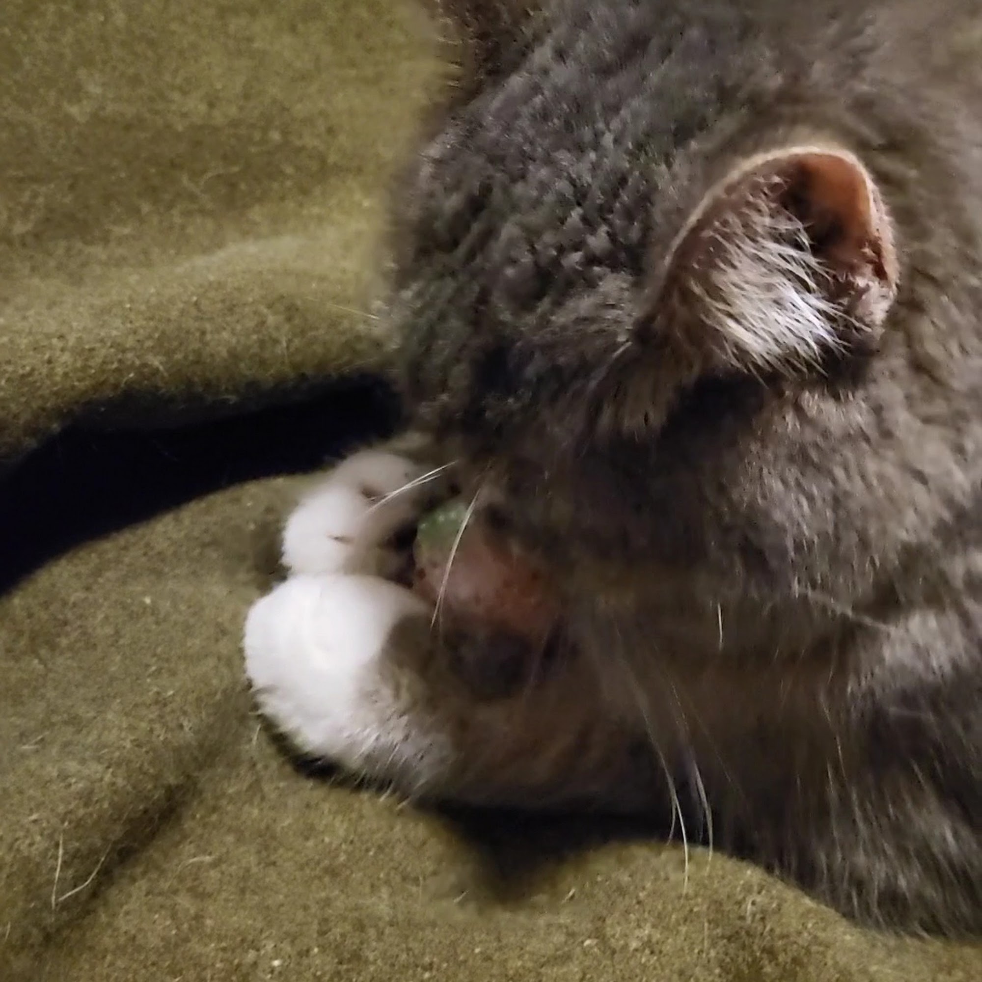 Premier Veterinary Group - Orland Park Orland Park