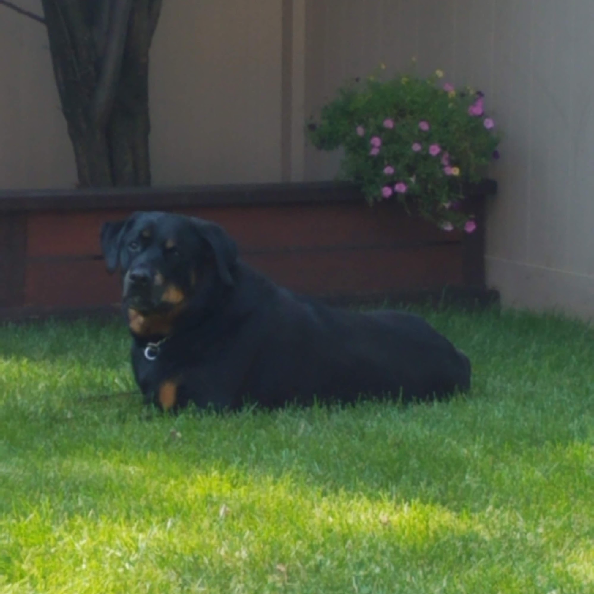 Dr. John Porcelli, DVM Orland Park