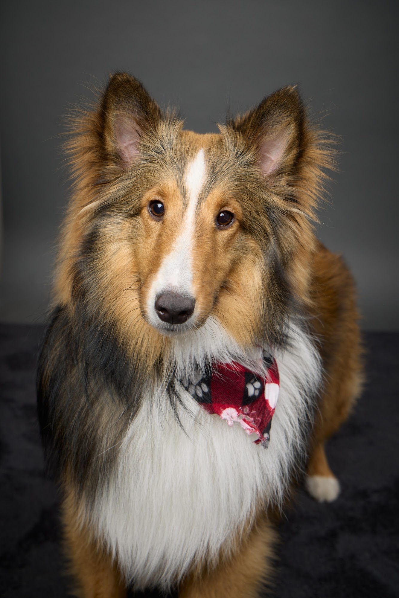 Hometown Veterinary Partners Orland Park Orland Park