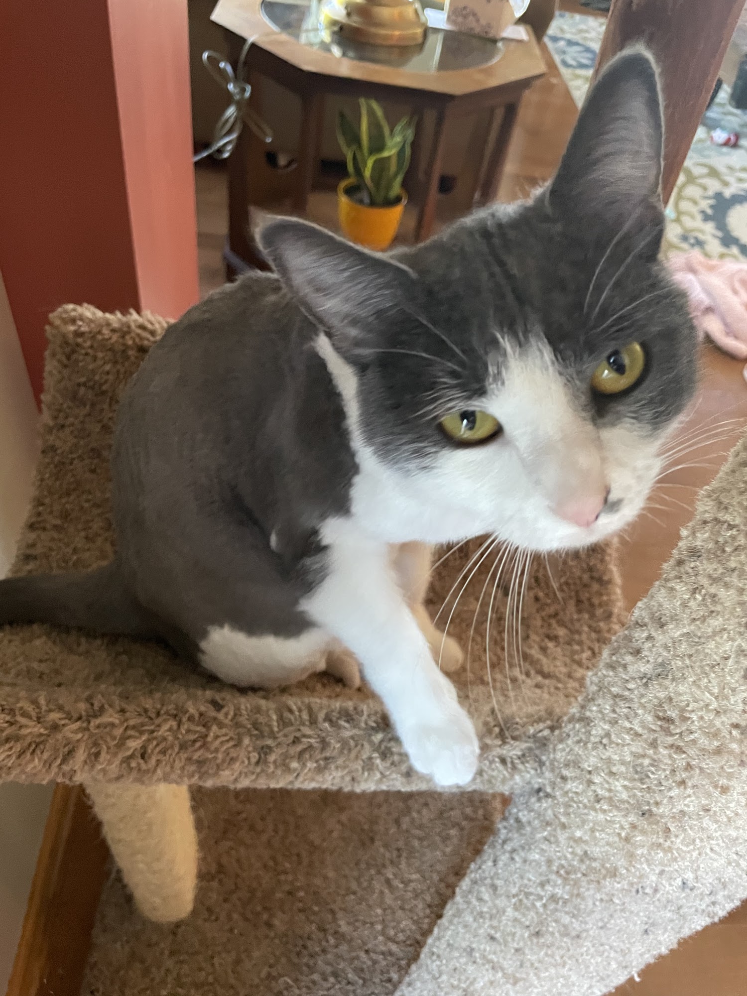 Animal House Grooming 15701 Wolf Rd, Orland Park Illinois 60467