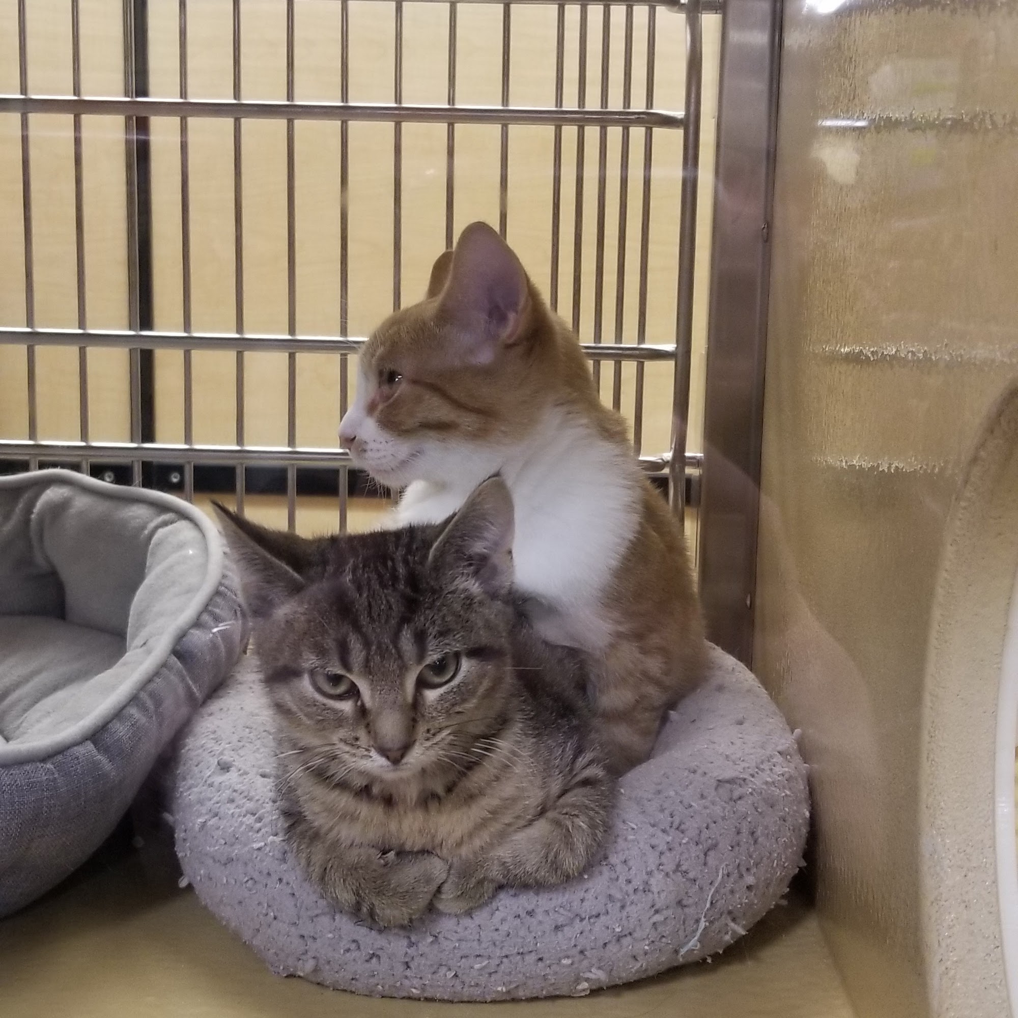 PetSmart Oswego