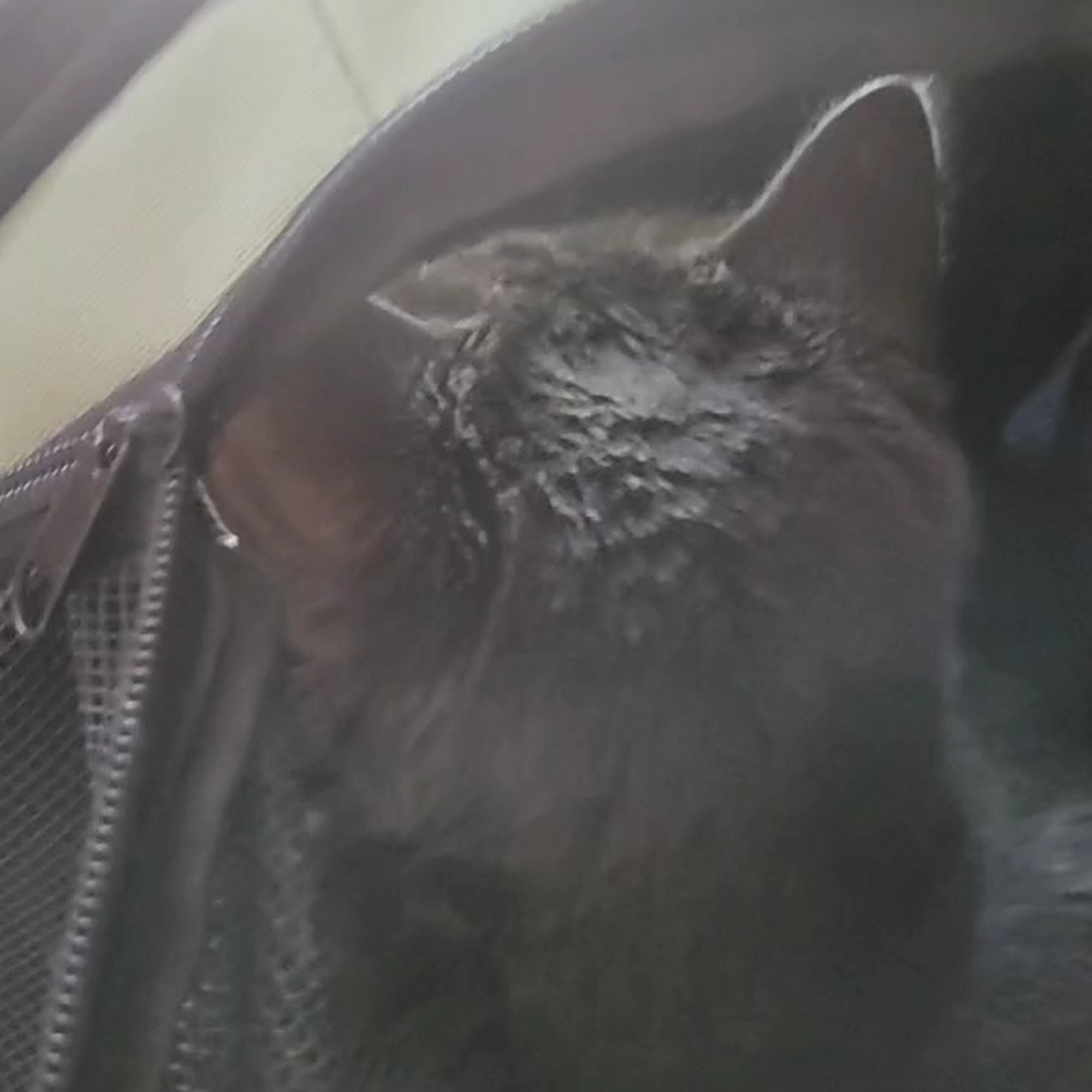 Oswego Animal Hospital Oswego