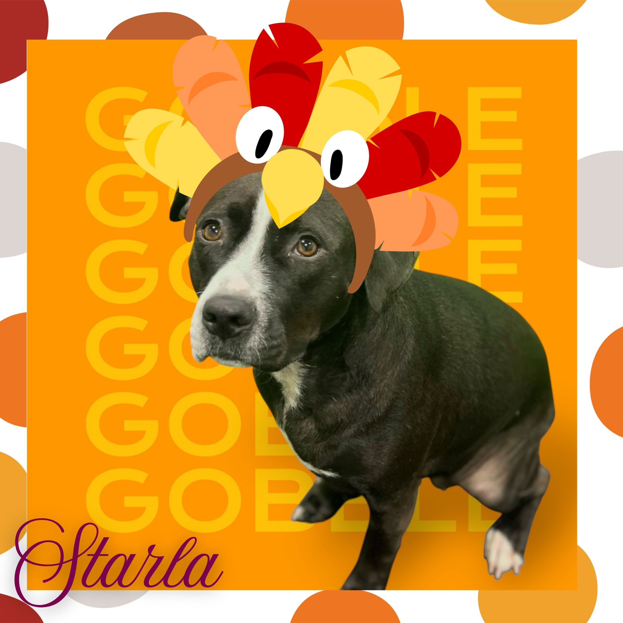 Party Dog Doggie Daycare and Boarding Oswego