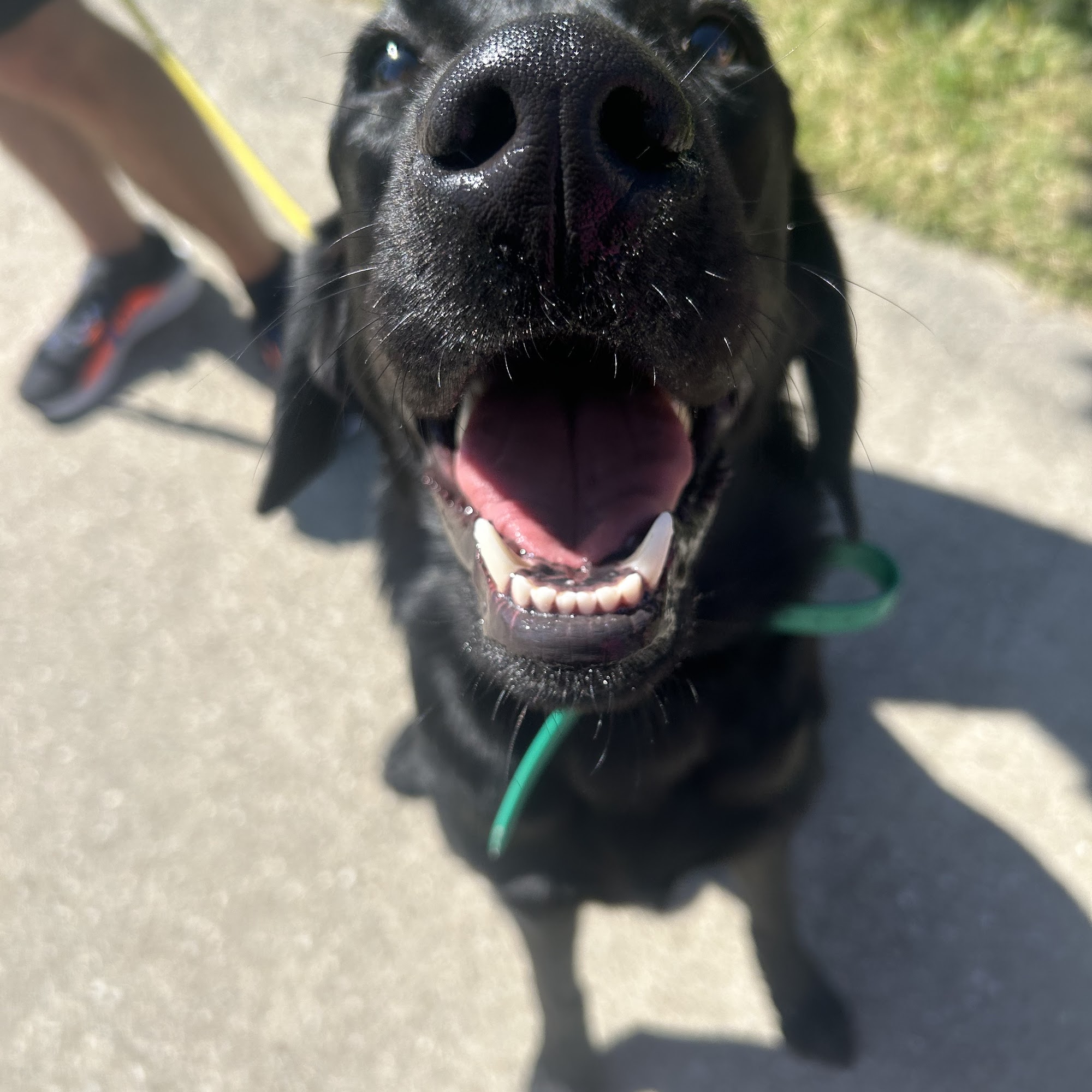 Imprinted Paws Oswego