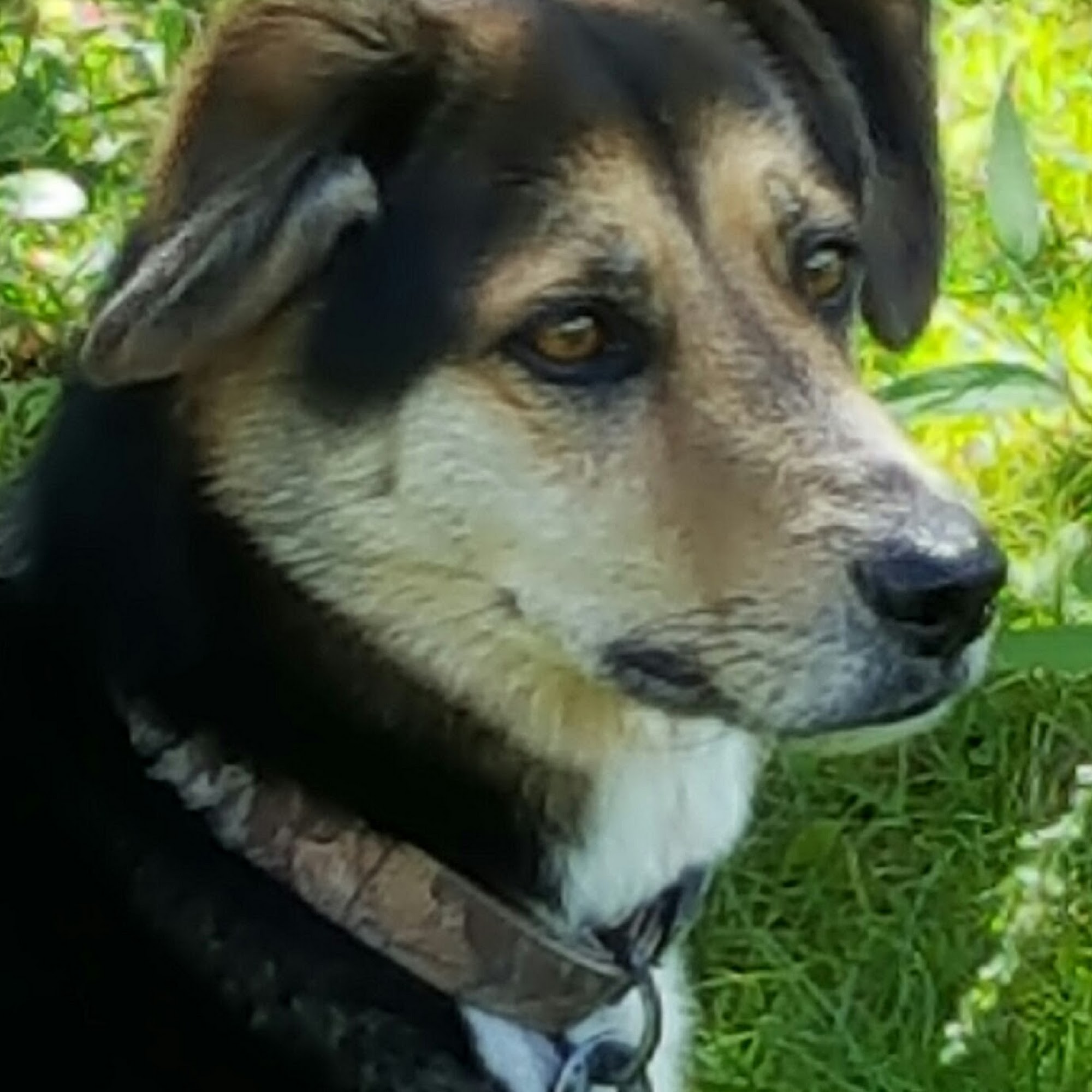 Fox Valley Veterinary Hospital Ottawa