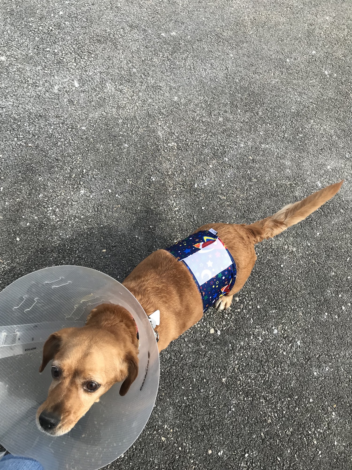 Ottawa Veterinary Hospital Ottawa