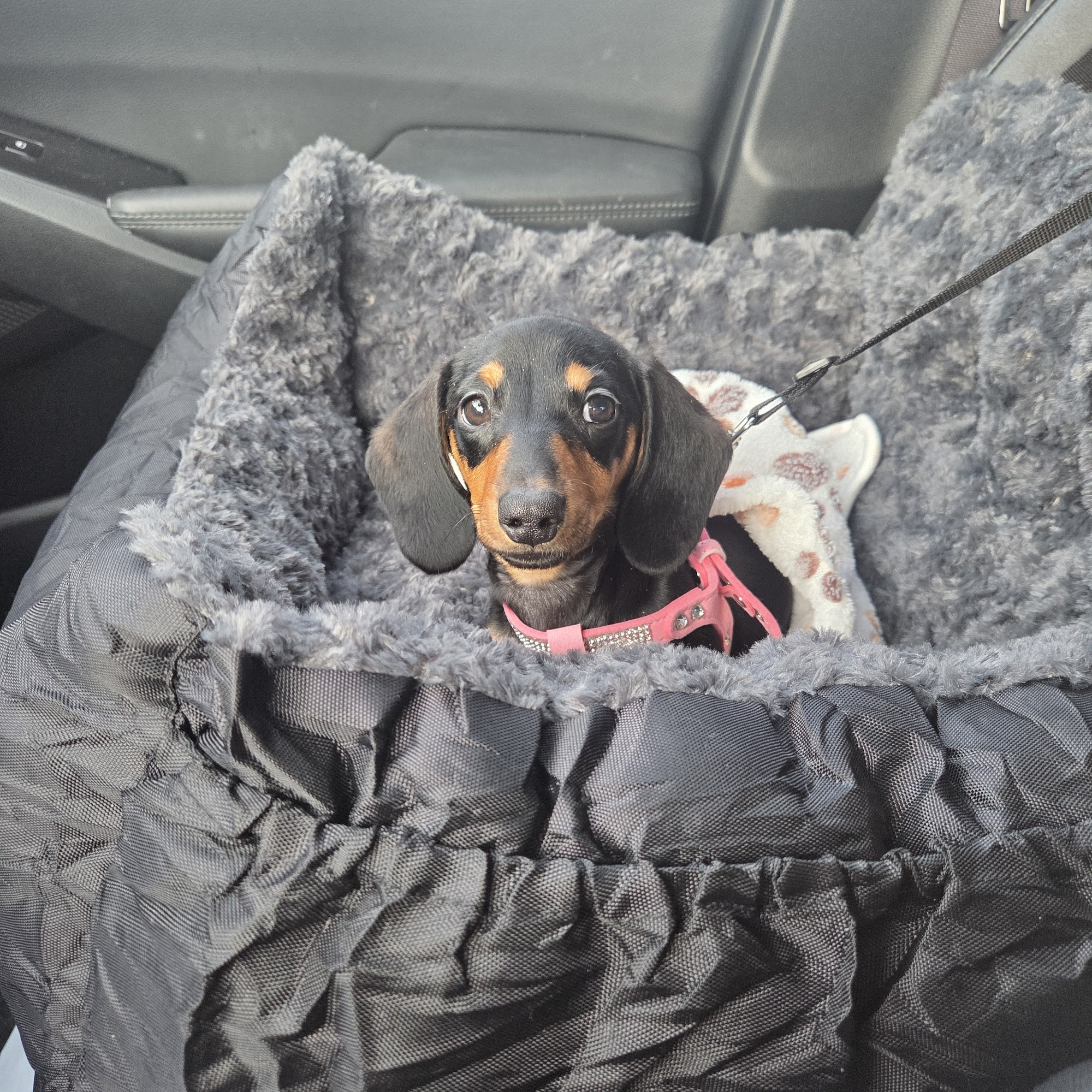 Chessie Lane Animal Hospital Ottawa