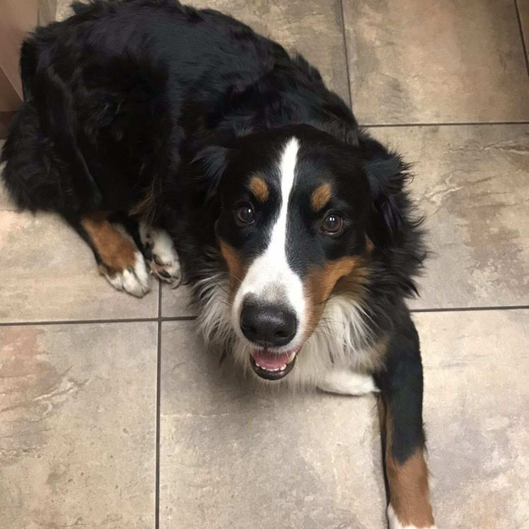 Loving Care Animal Hospital Palatine