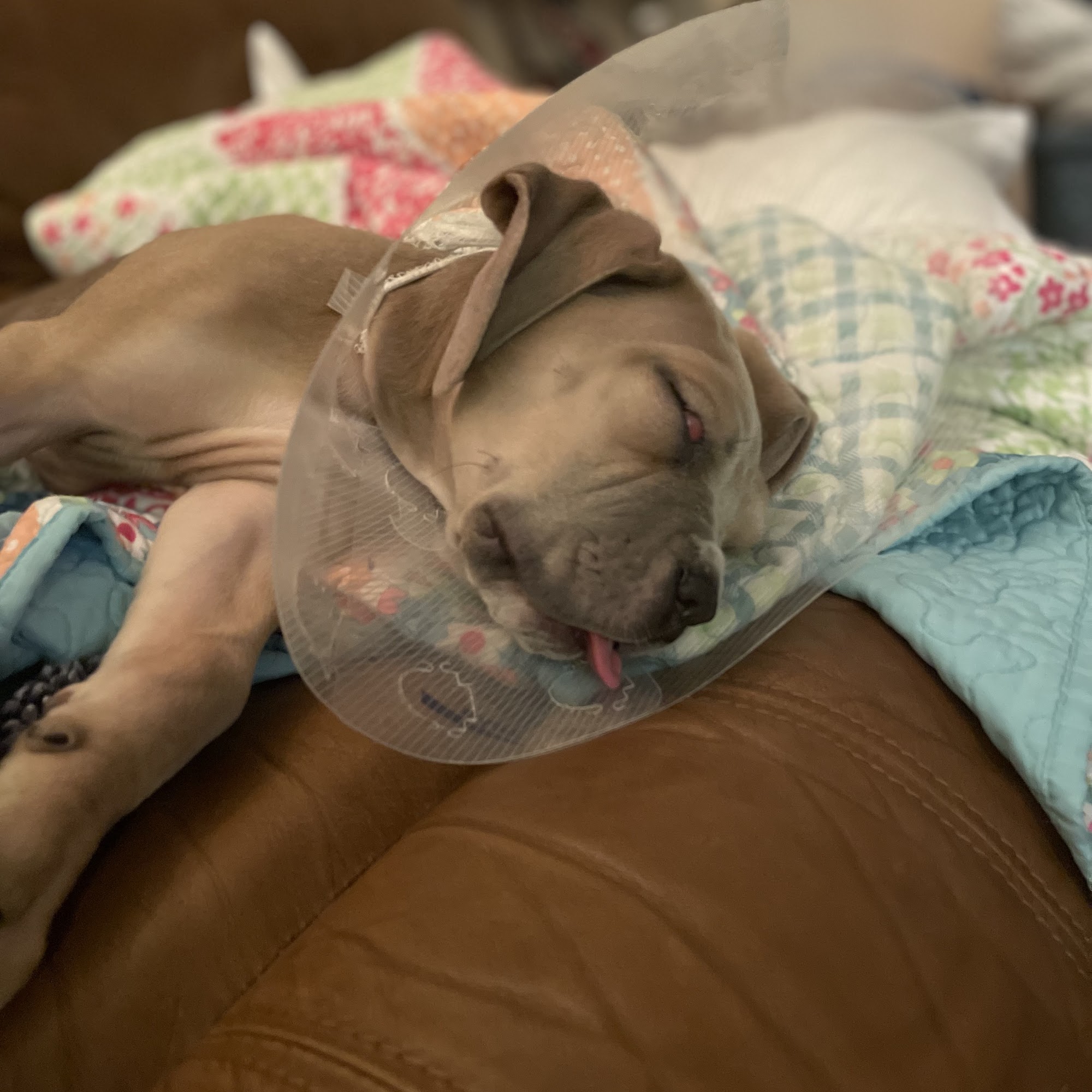 Harper Animal Hospital Palatine