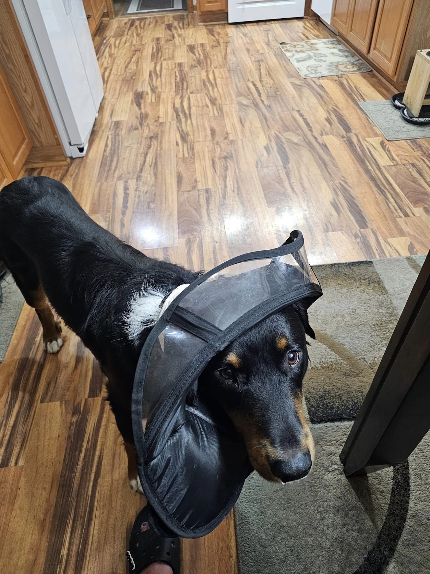 Harper Animal Hospital Palatine