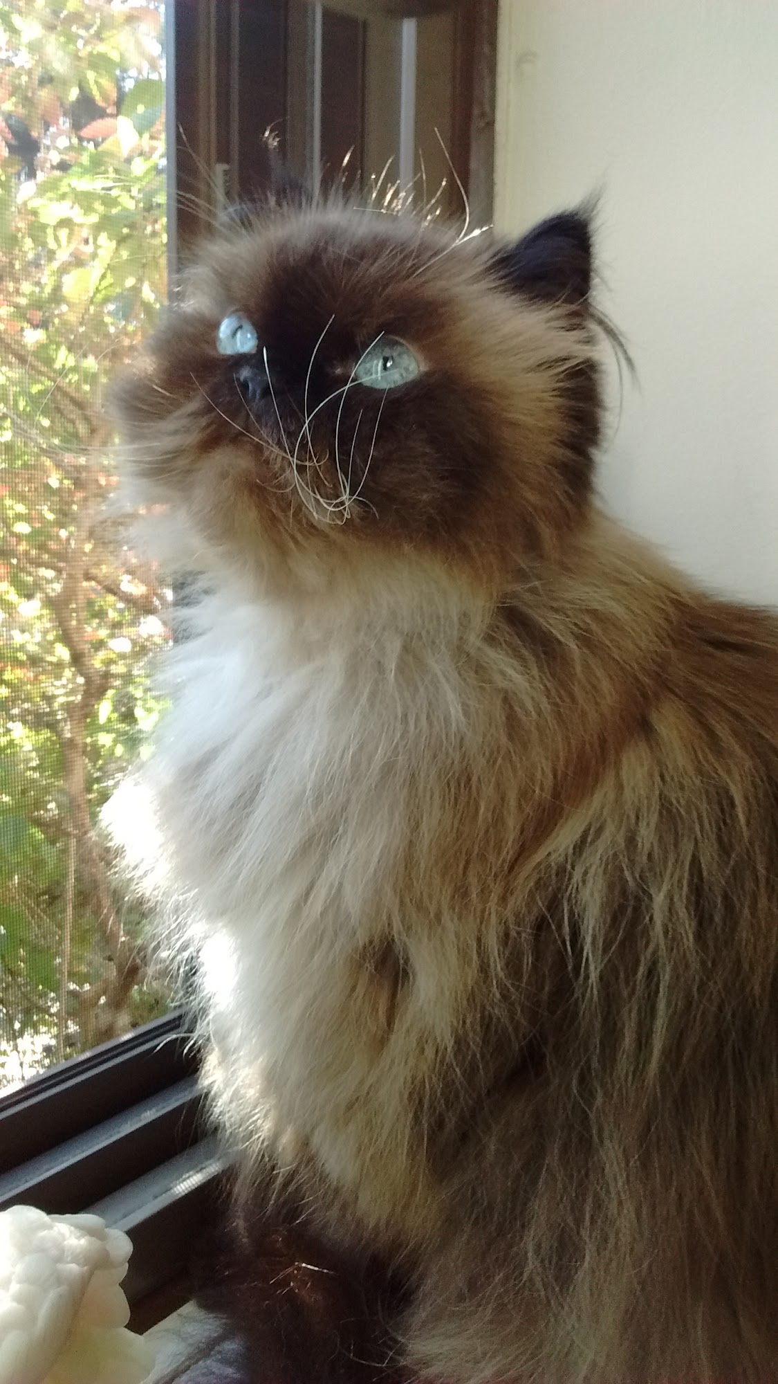 Deer Grove Animal Hospital Palatine