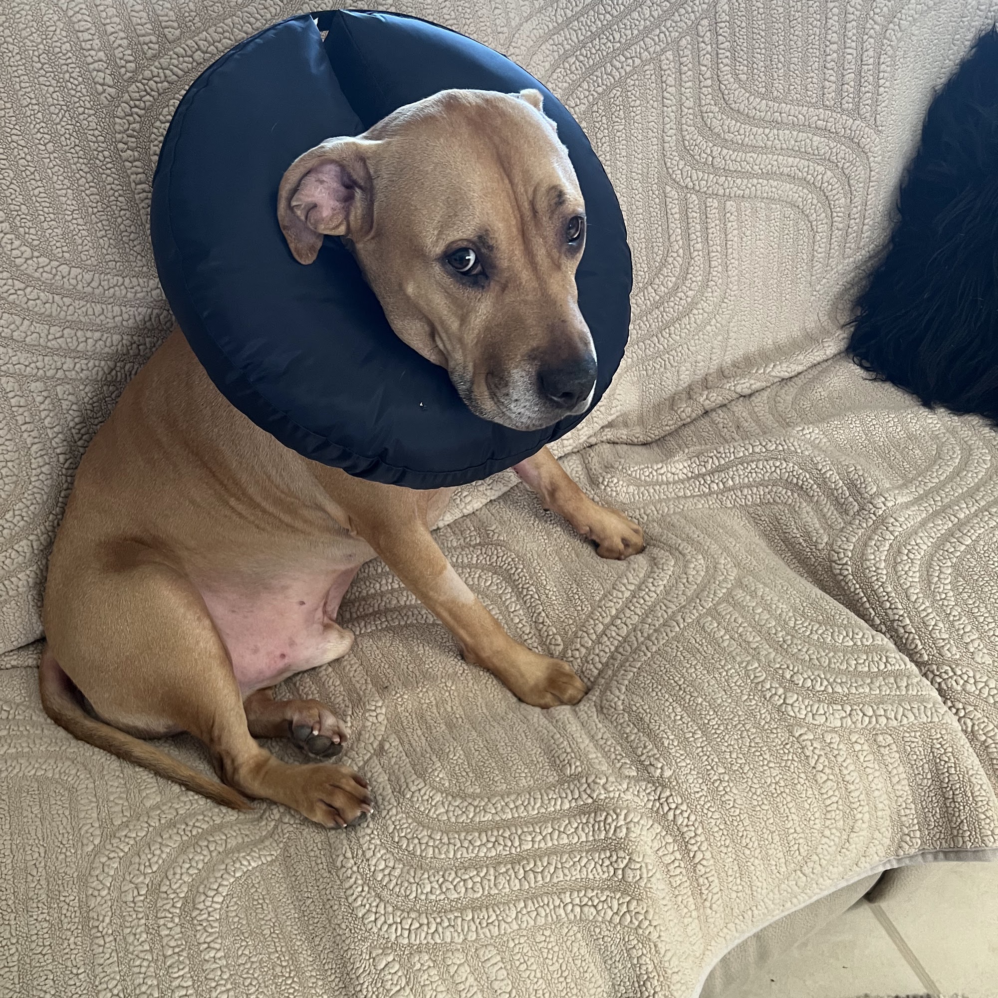 Palos Animal Hospital Palos Heights