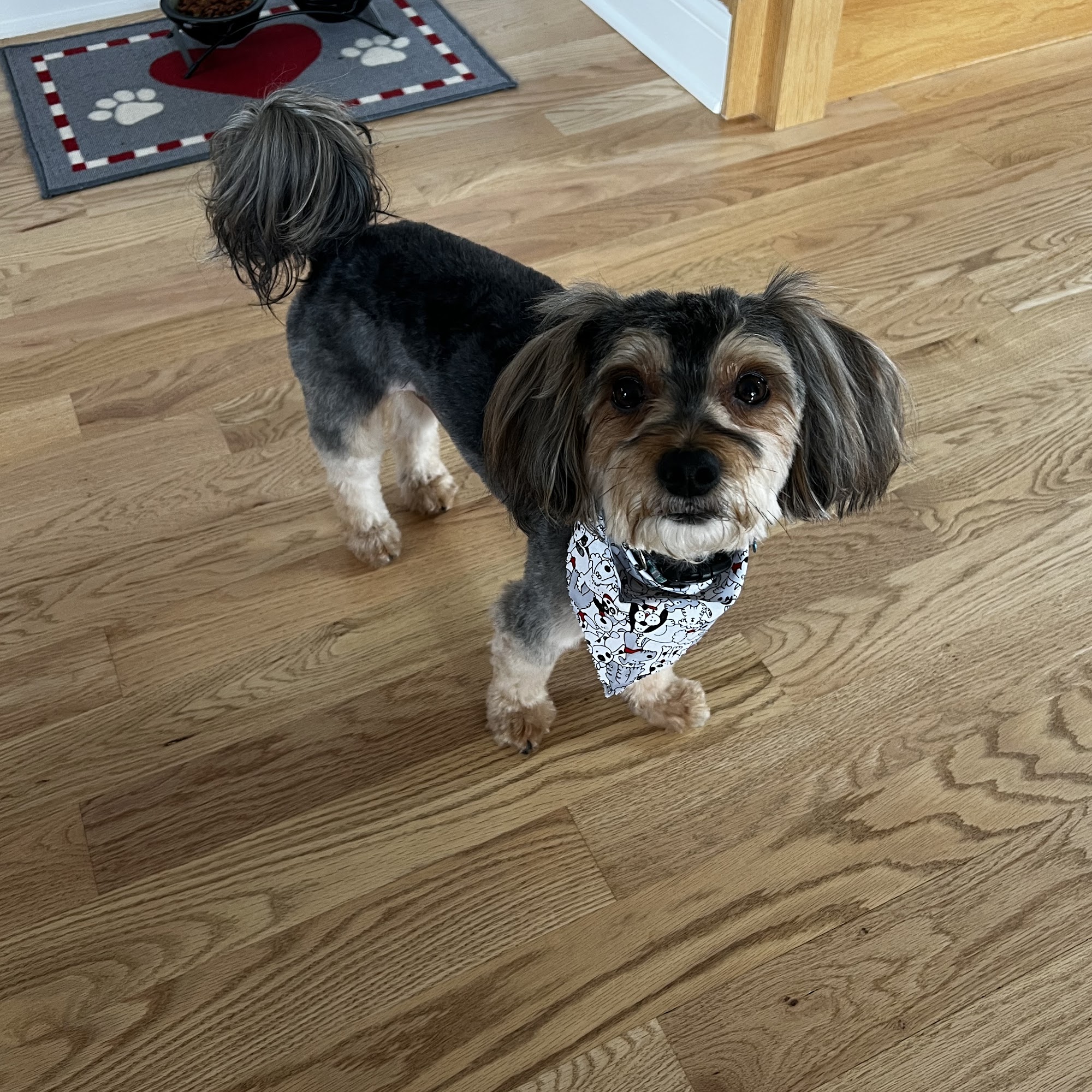 Palos Pet Clinic Palos Hills