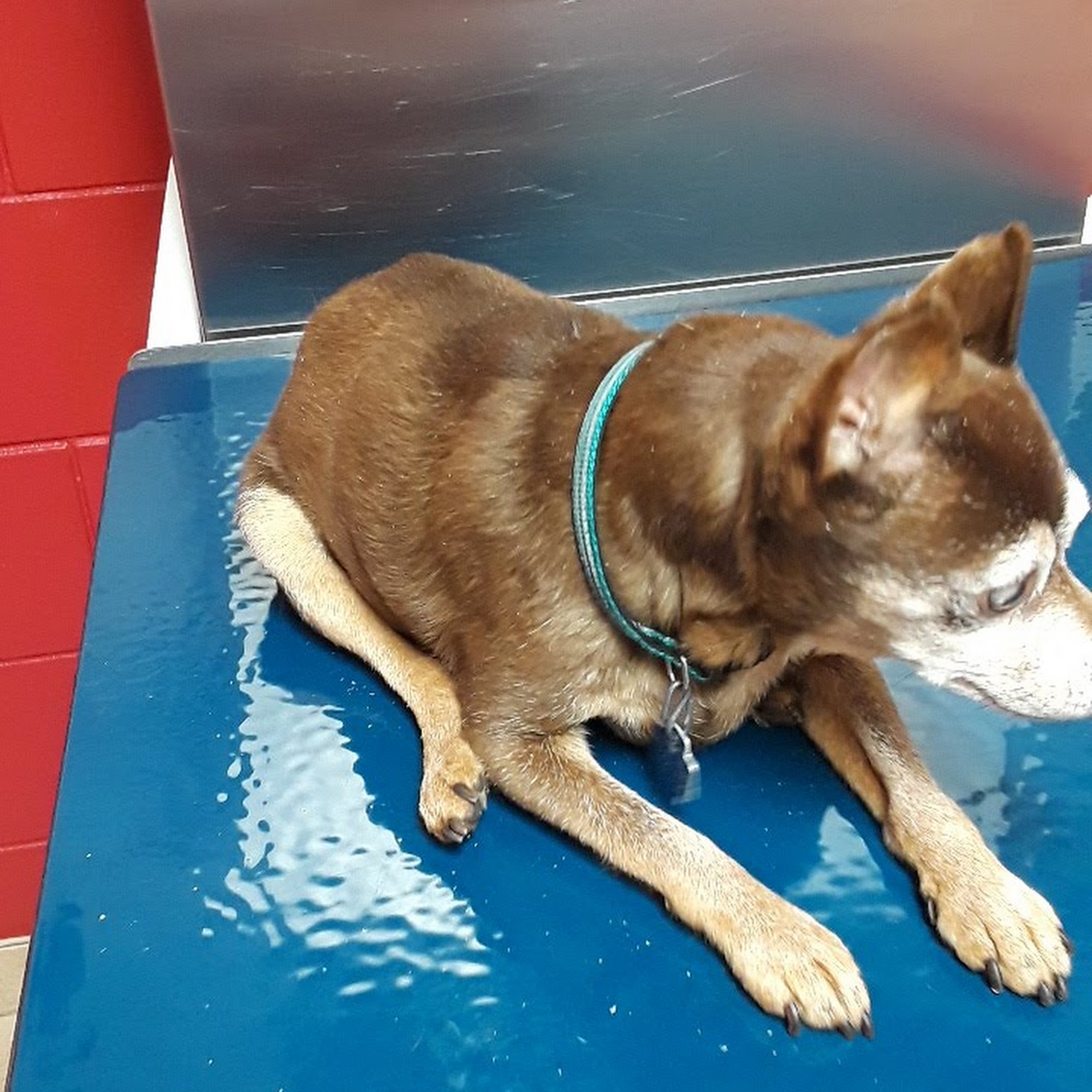 Southwest Animal Care Center Palos Hills