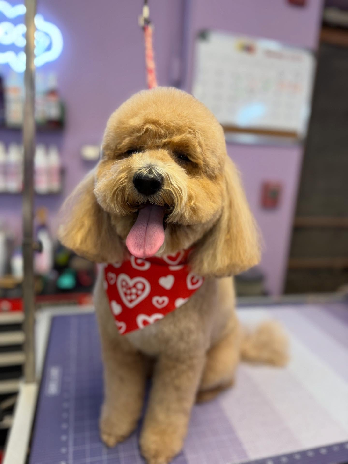 A Touch Of Class Dog Grooming Palos Park