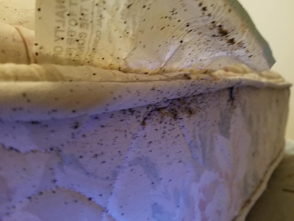 Advance Termite & Pest Control