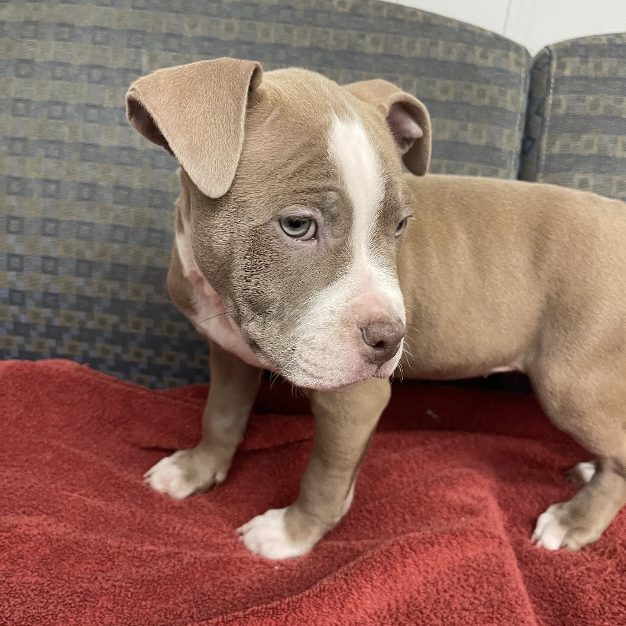 Foster's Kennel/ Park Forest Animal Park Forest