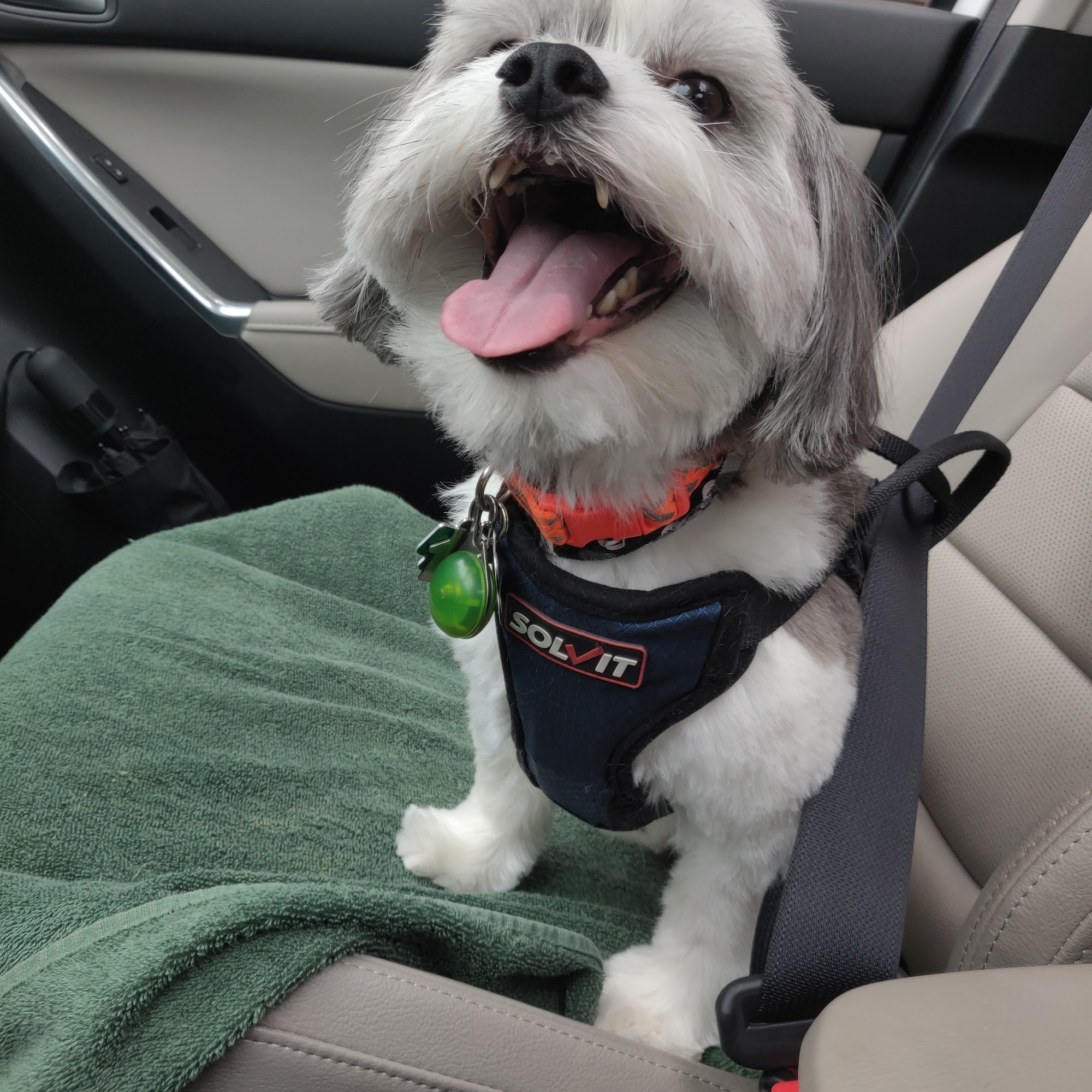 Magic Scissors Dog Grooming Park Ridge