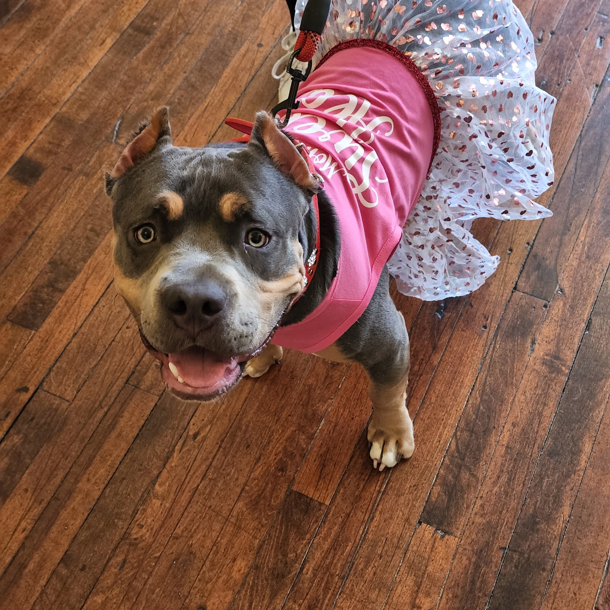 Designer Dog Salon Paxton