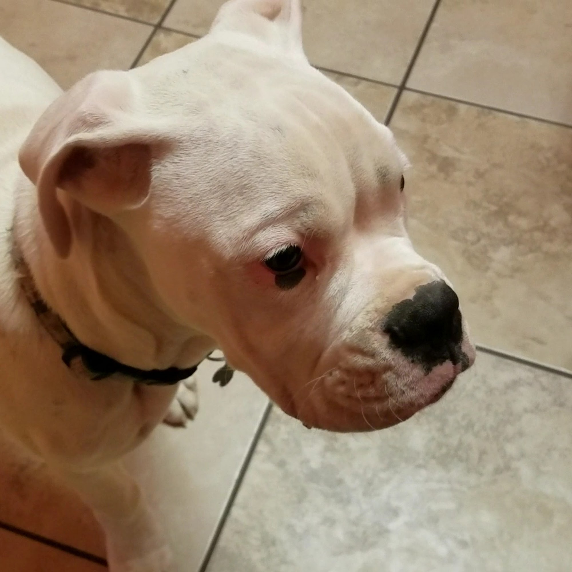 Rescued Heart Animal Hospital Pekin