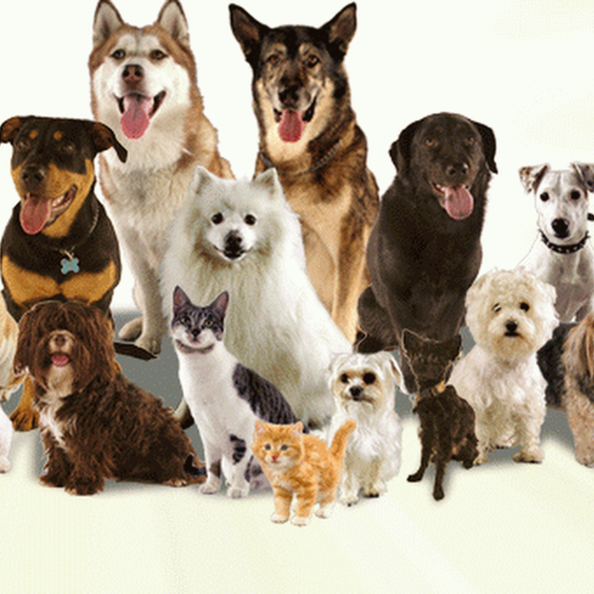 Lange Animal Clinic Pekin