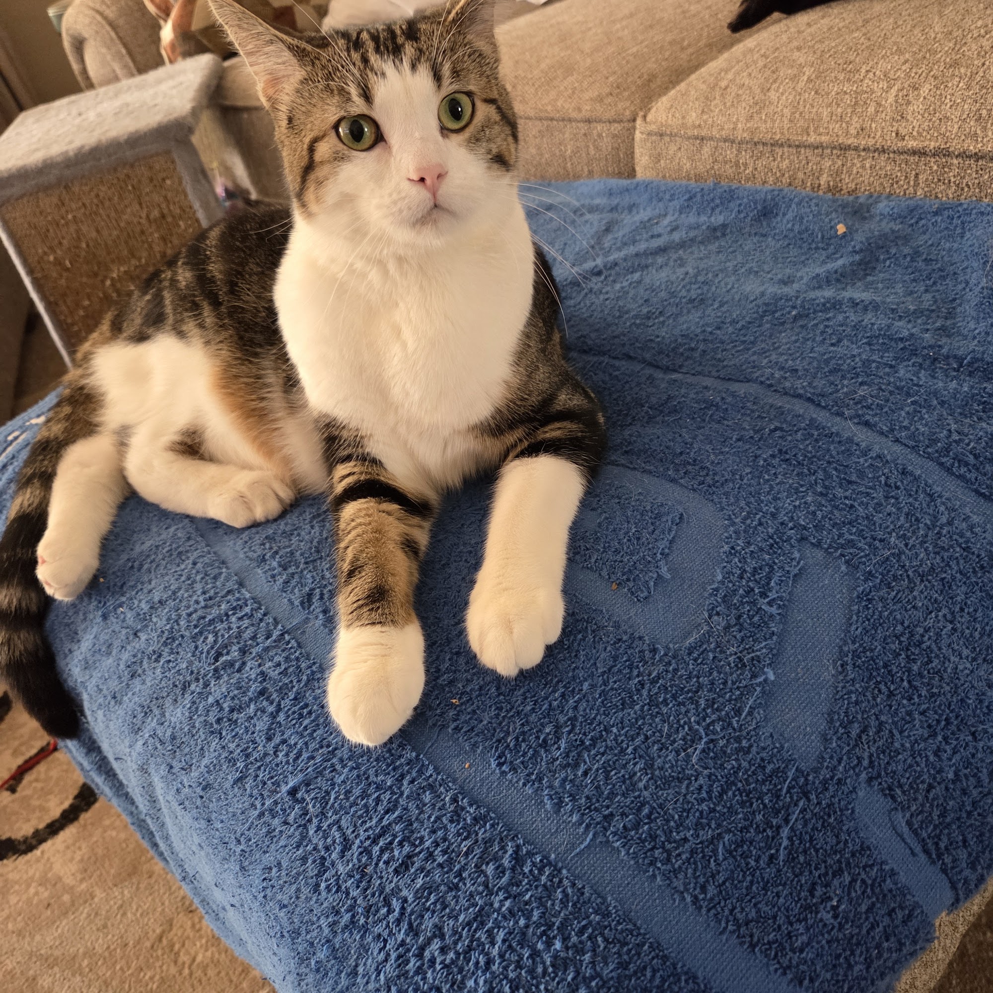 Pekin Veterinary Clinic: Walsh Jami S DVM Pekin