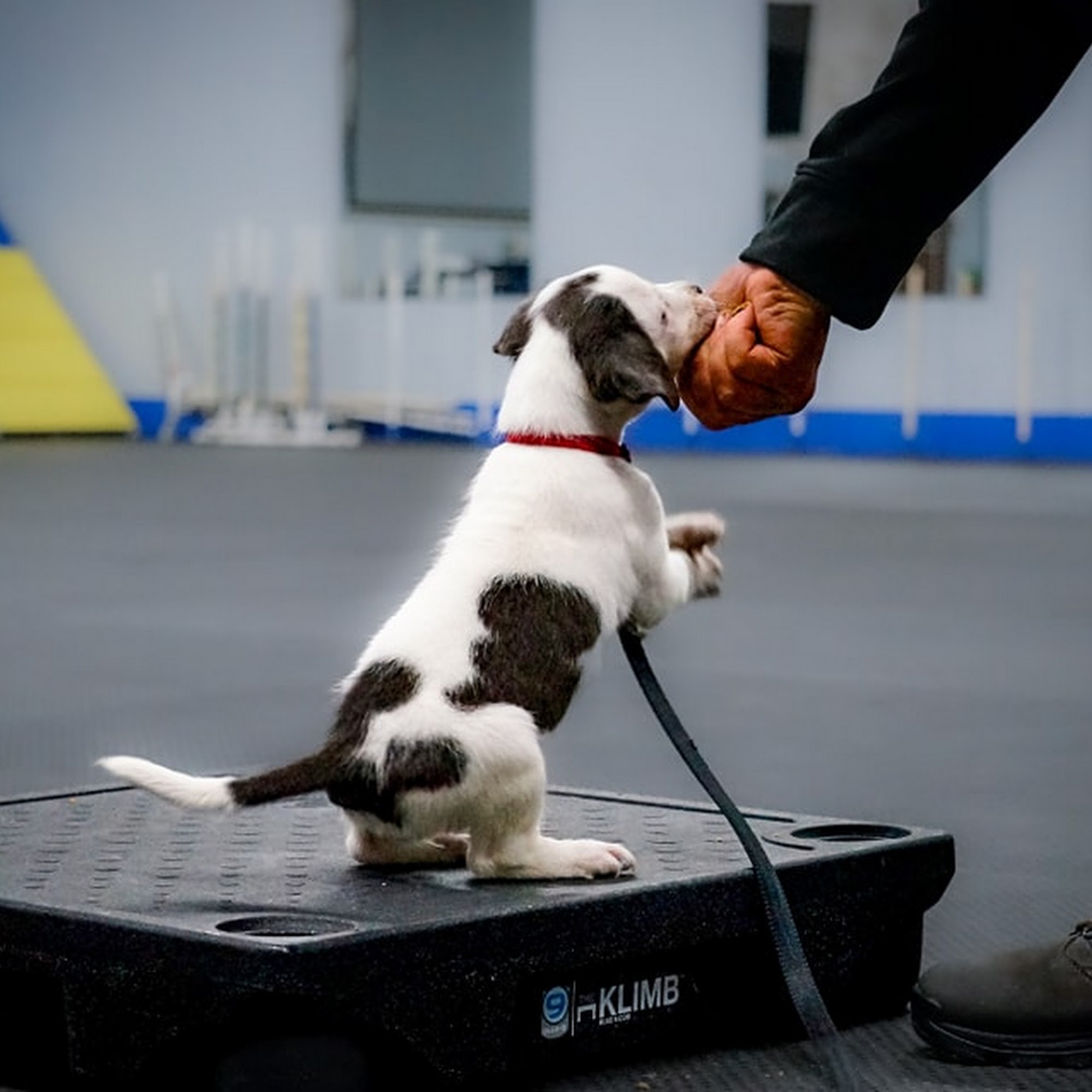 Ridgeside K9 Central Illinois