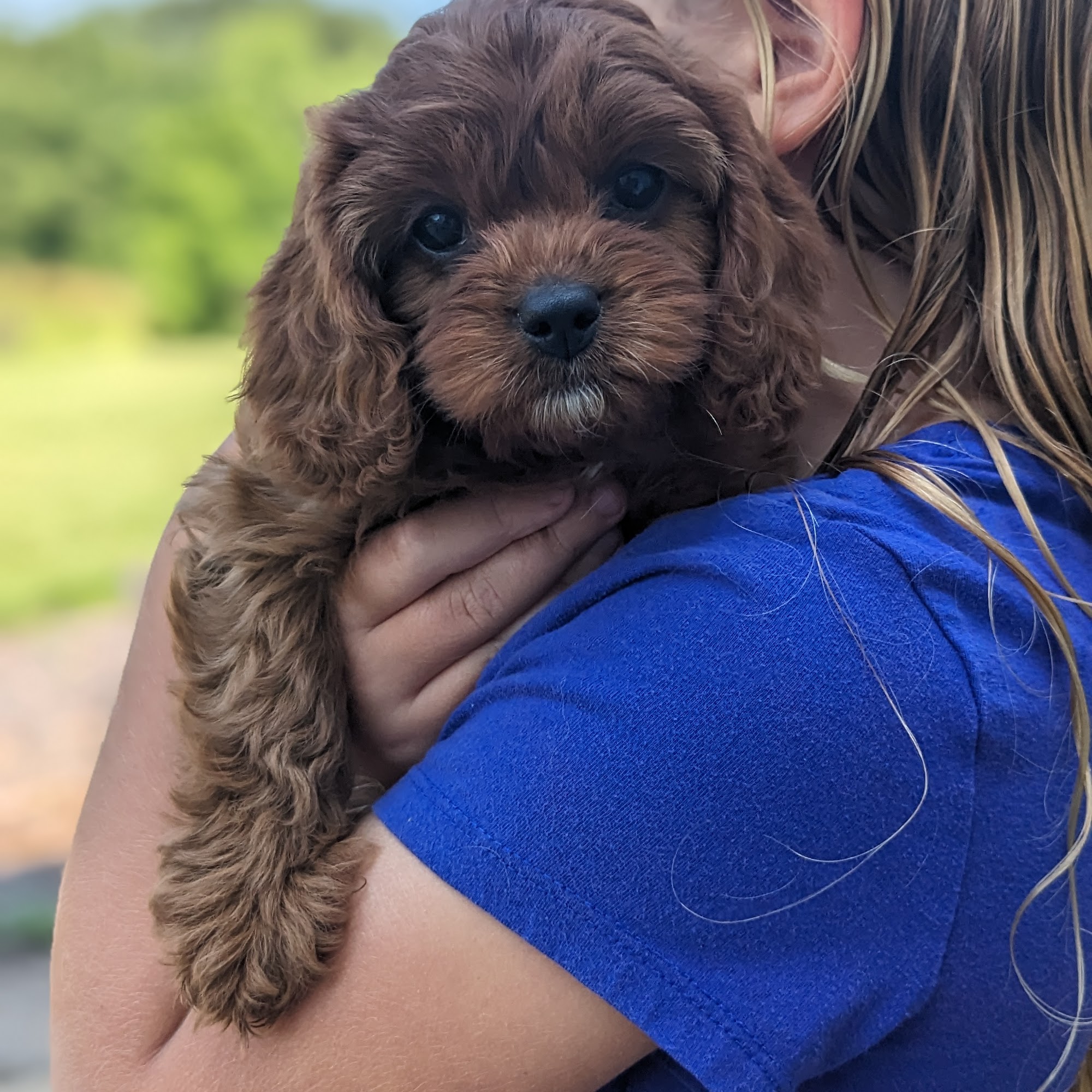 Gardner Lane Puppies Peoria Heights