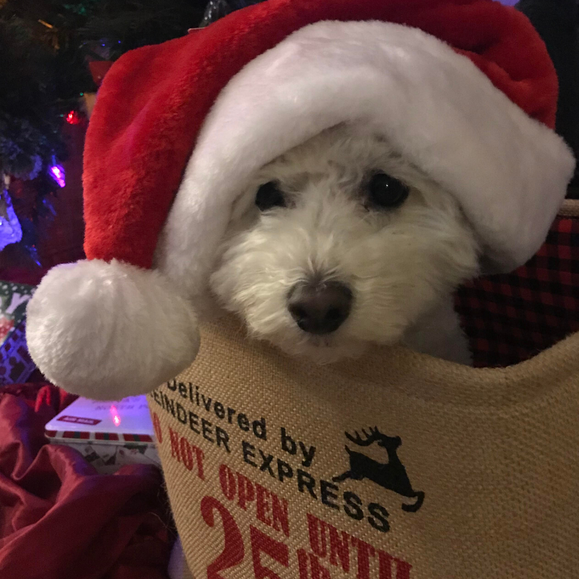 Prairie Animal Hospital Peoria