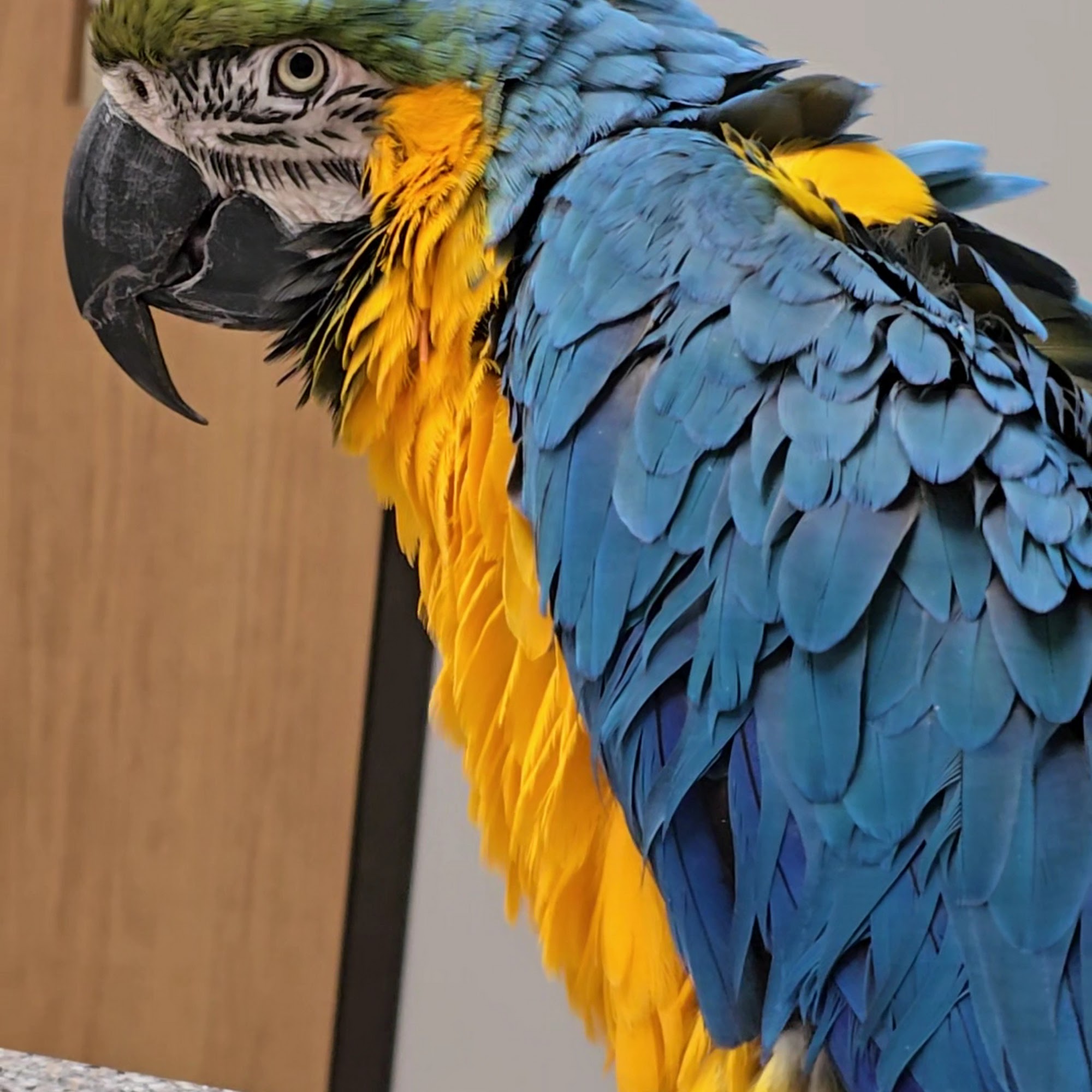 All Pets Veterinary Hospital, PC Peoria