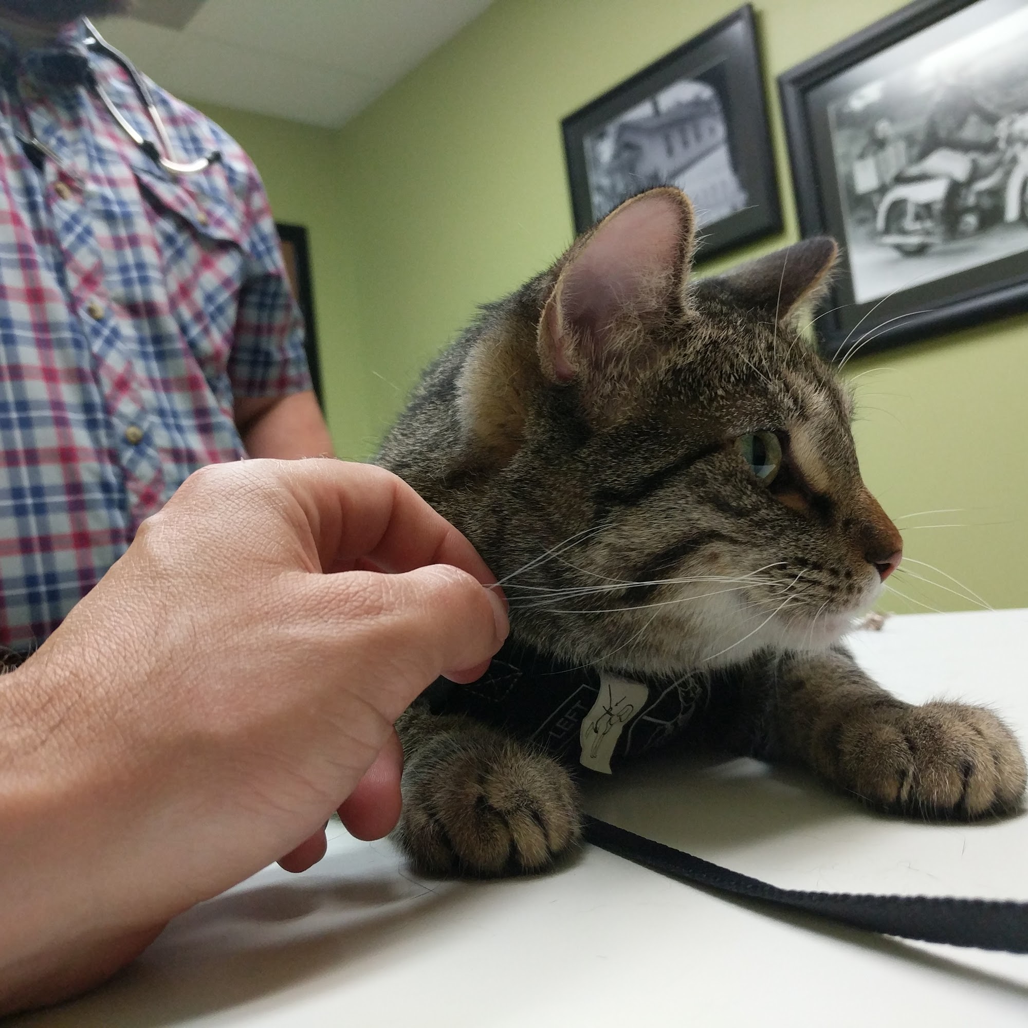 Demanes Animal Hospital Peoria