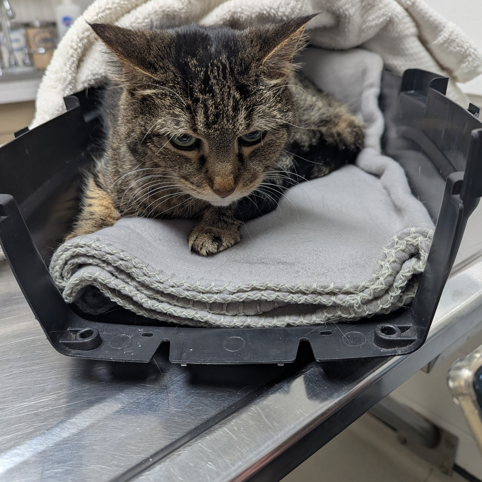 BIG HOLLOW COMPANION ANIMAL HOSPITAL Peoria